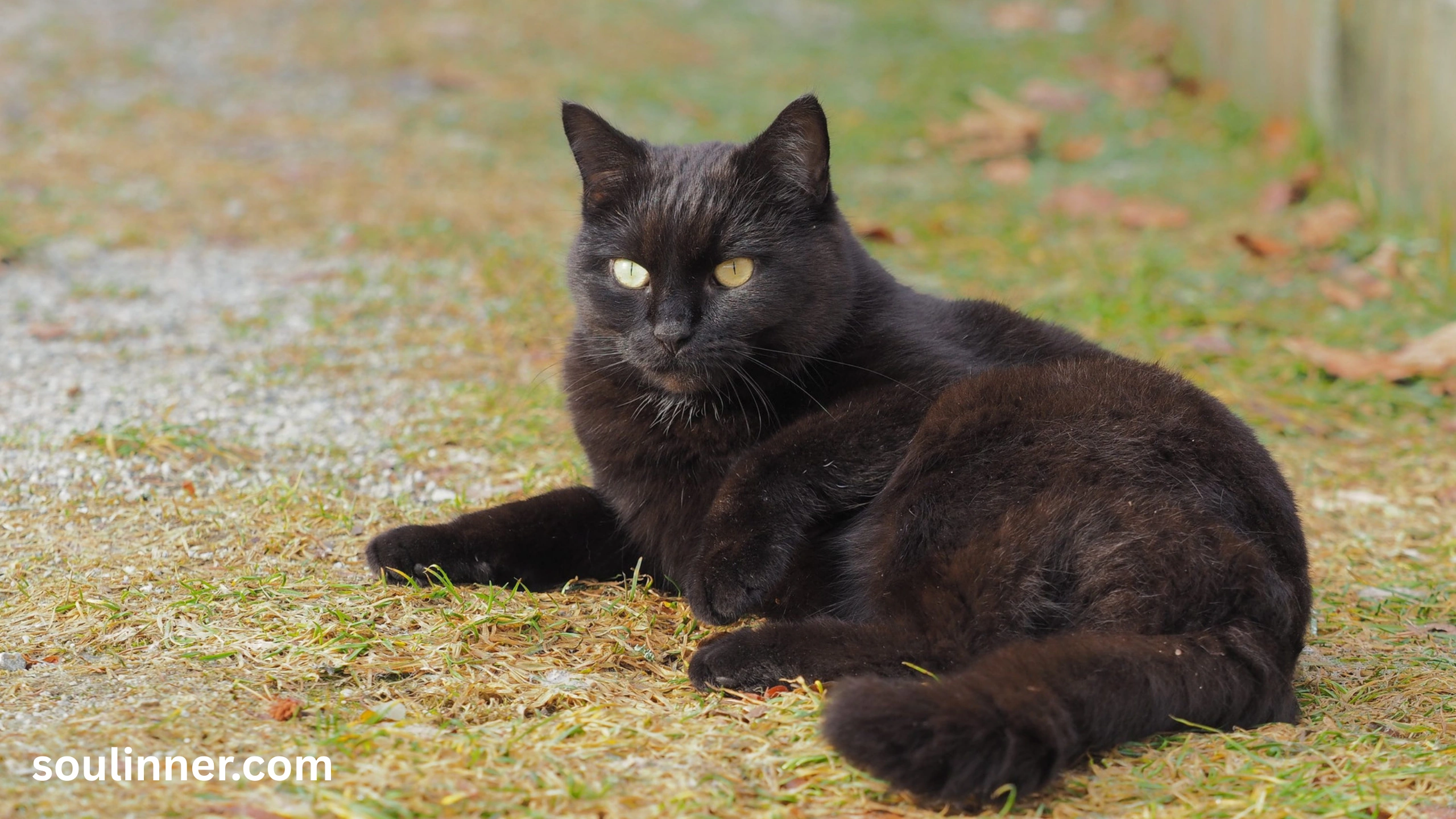 When a Stray Black Cat Chooses You spiritual meaning