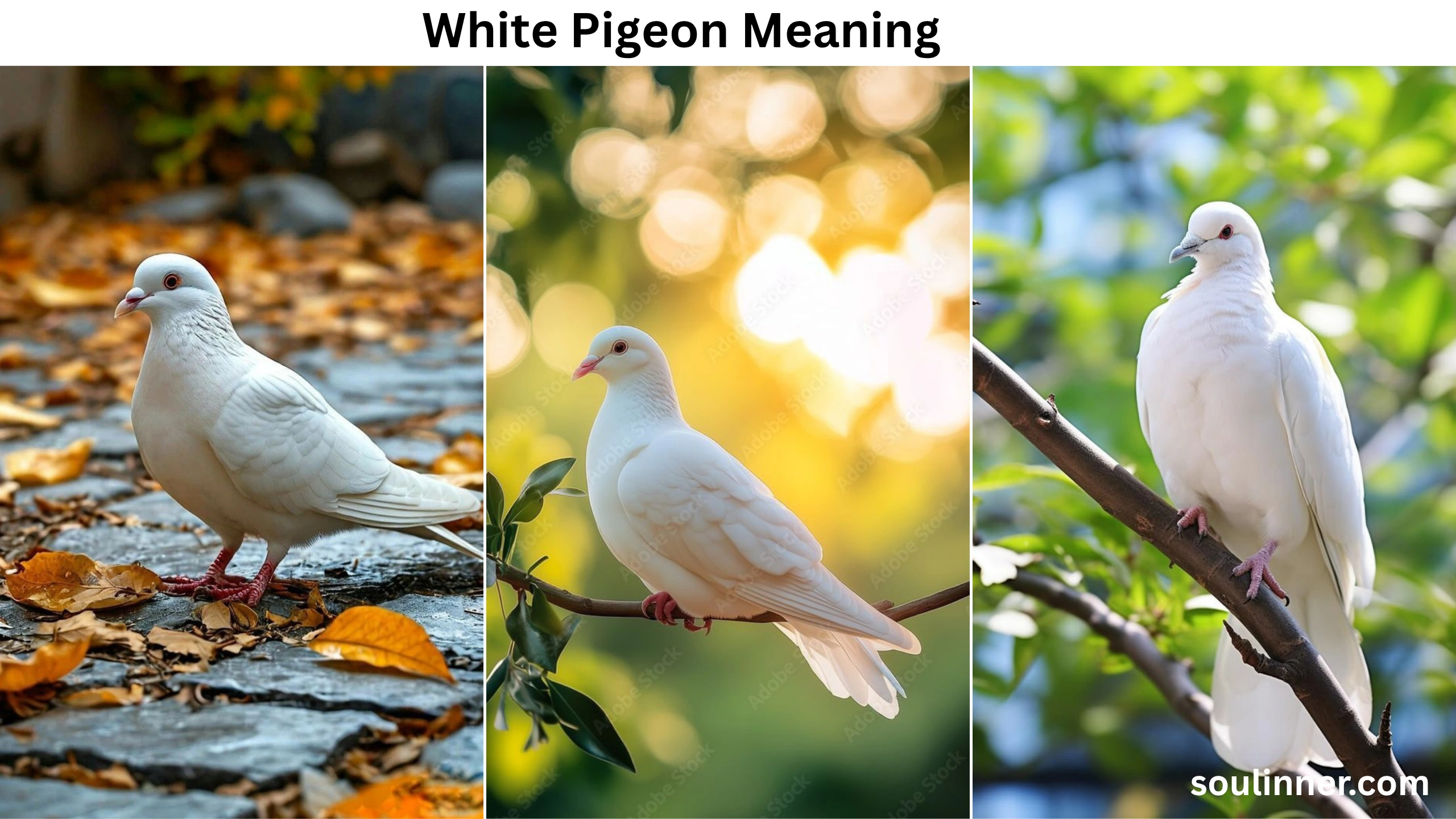 White Pigeon meaning