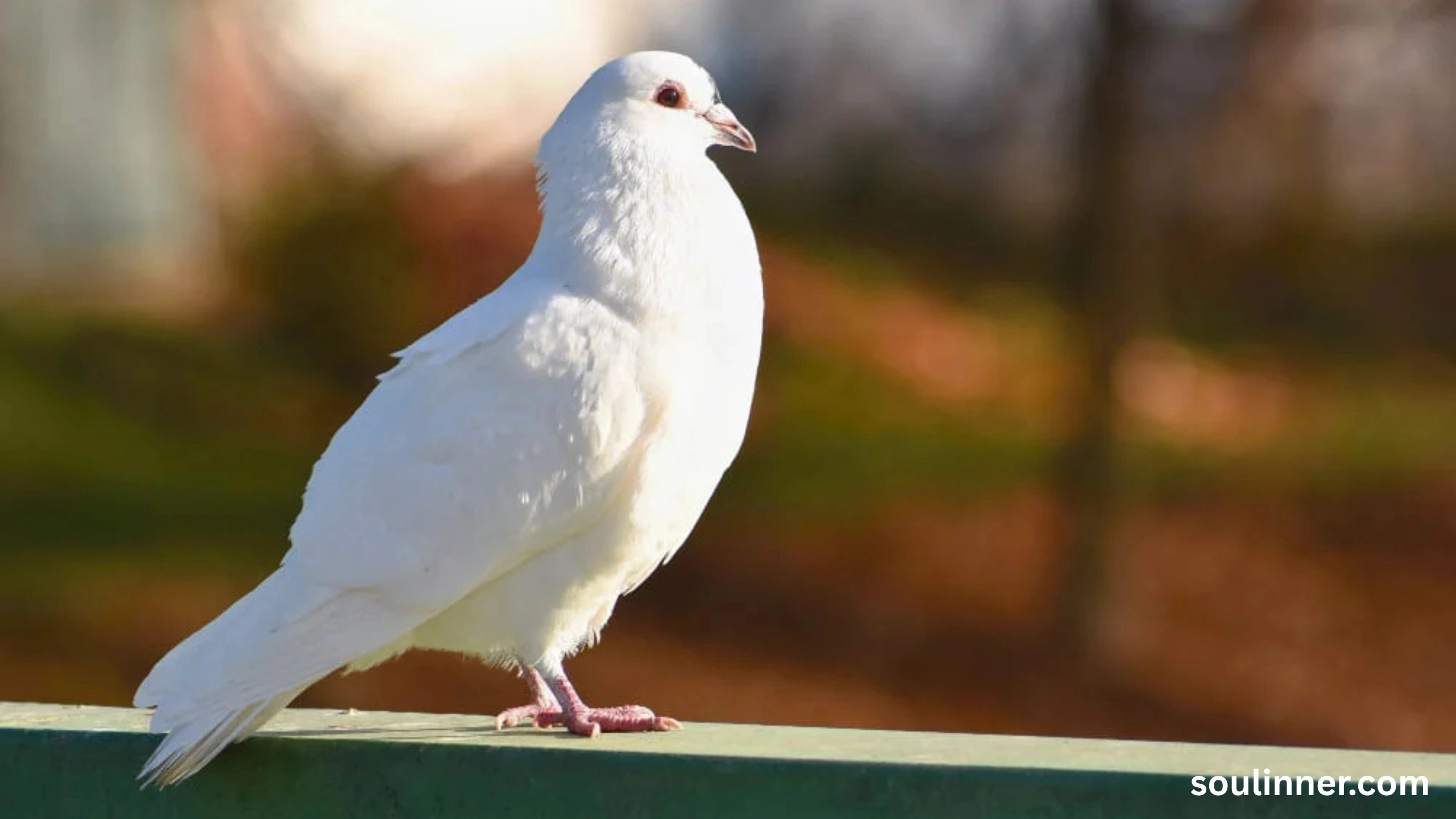 White Pigeon meaning