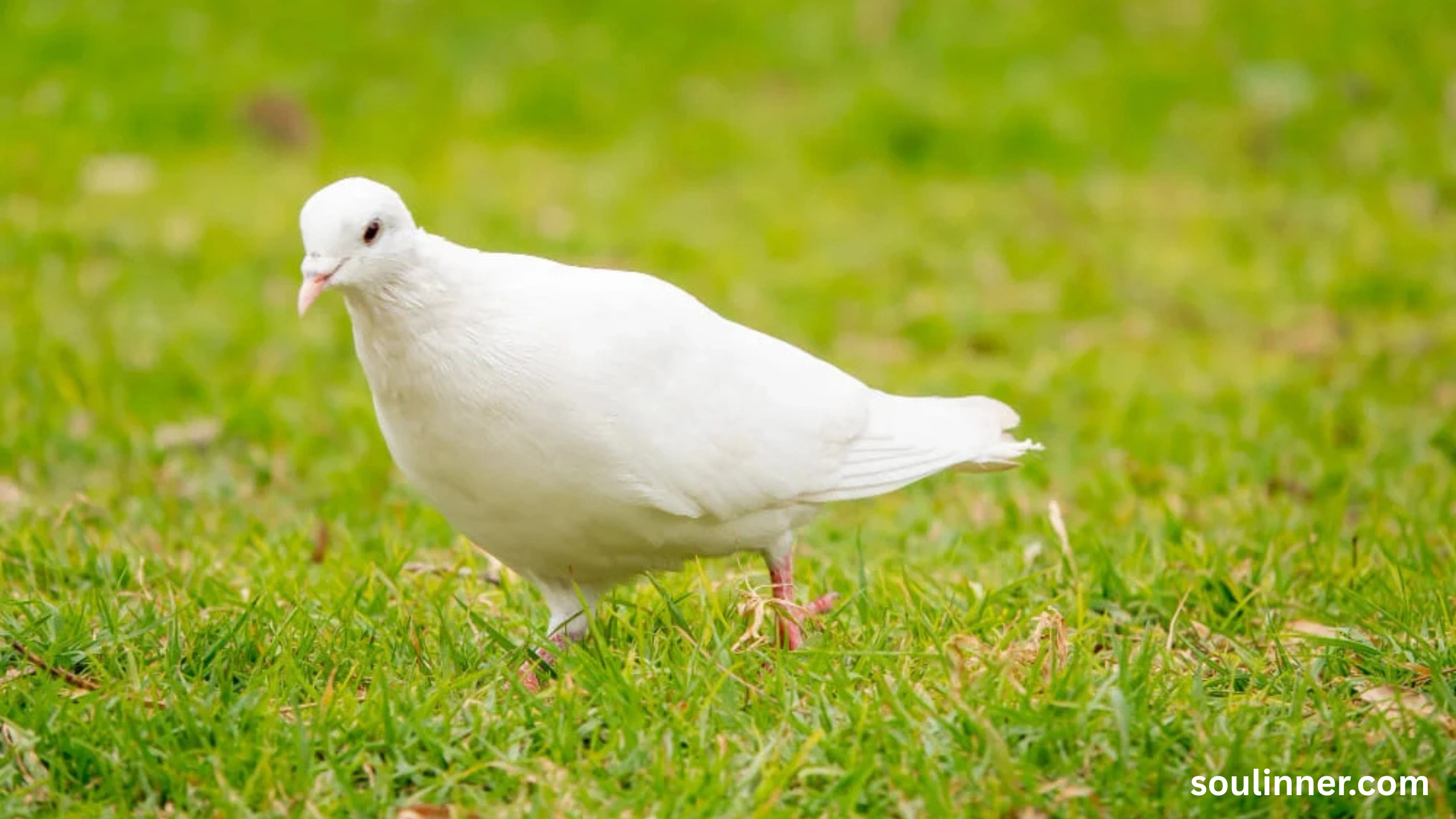 White Pigeon meaning