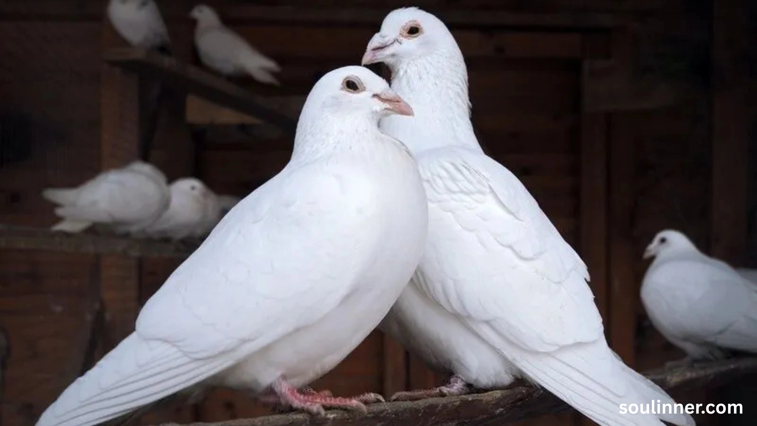 White Pigeon meaning