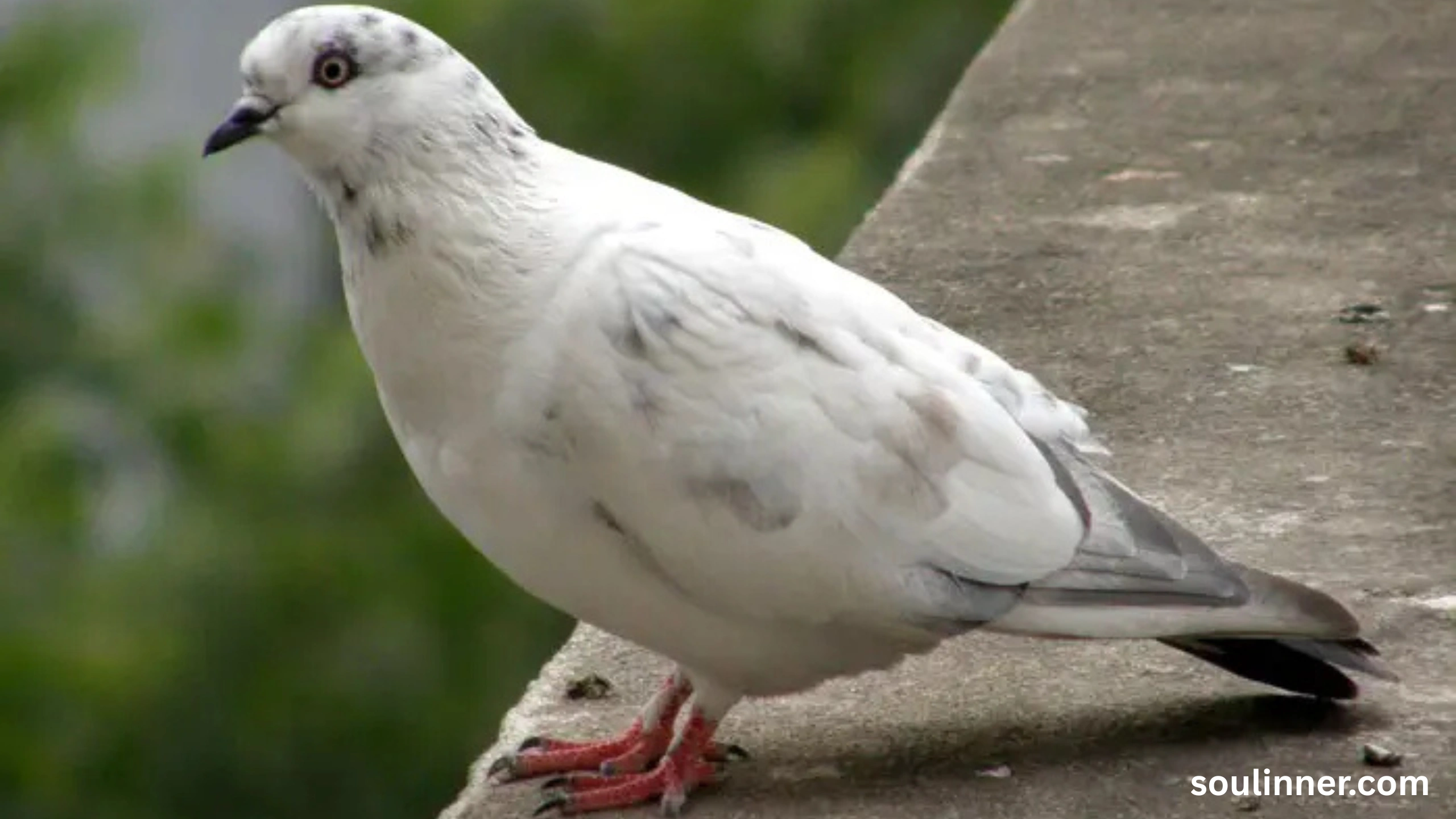 White Pigeon meaning