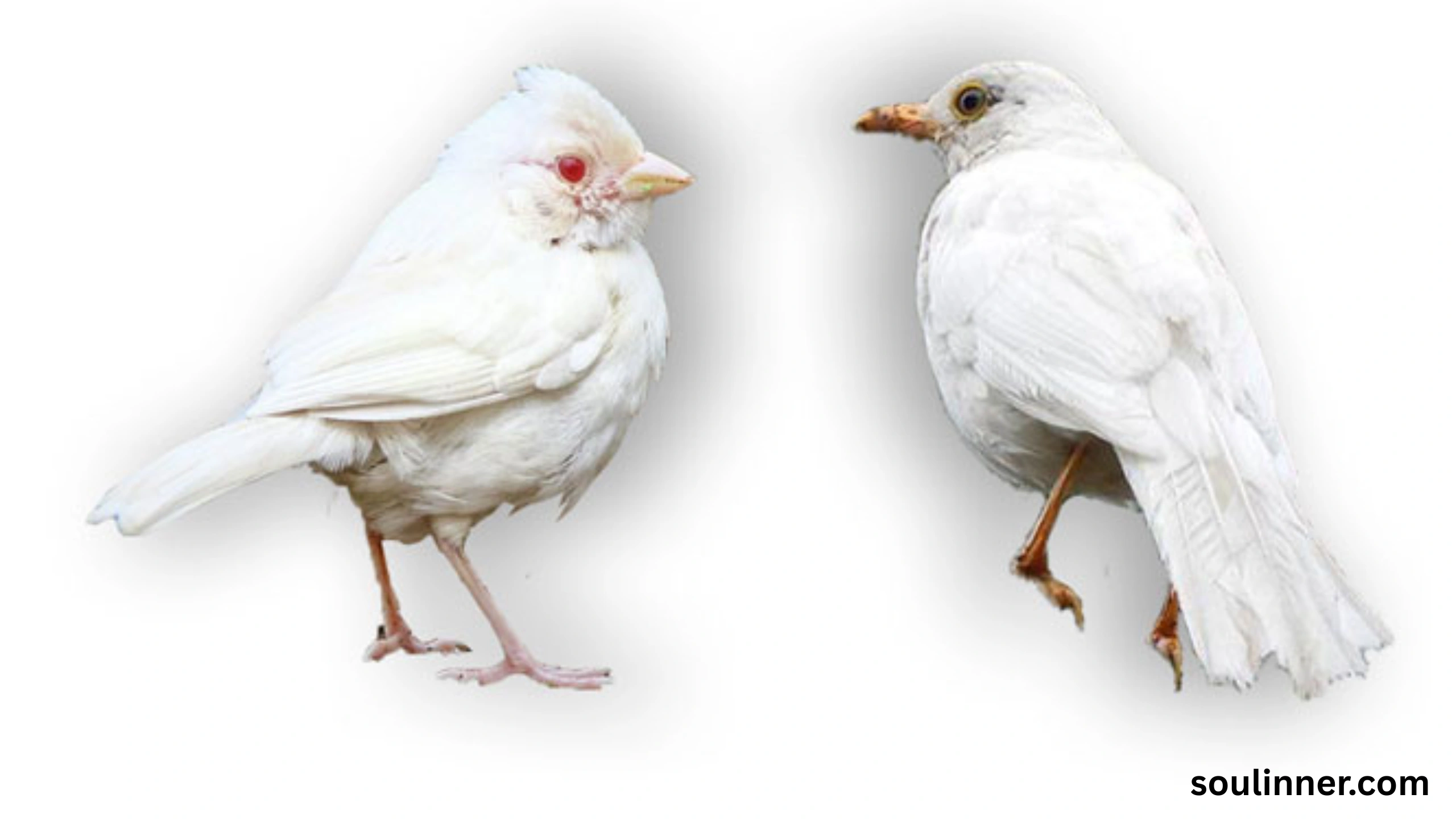 White Pigeon meaning