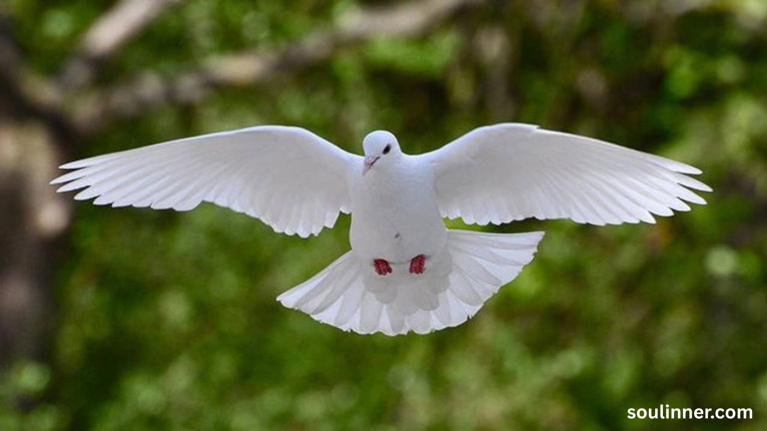 White Pigeon meaning