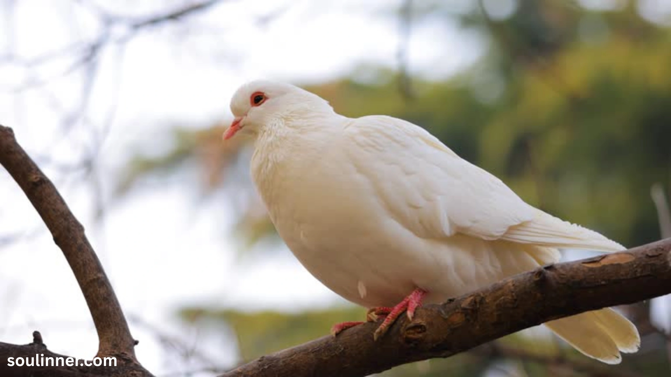 White Pigeon meaning