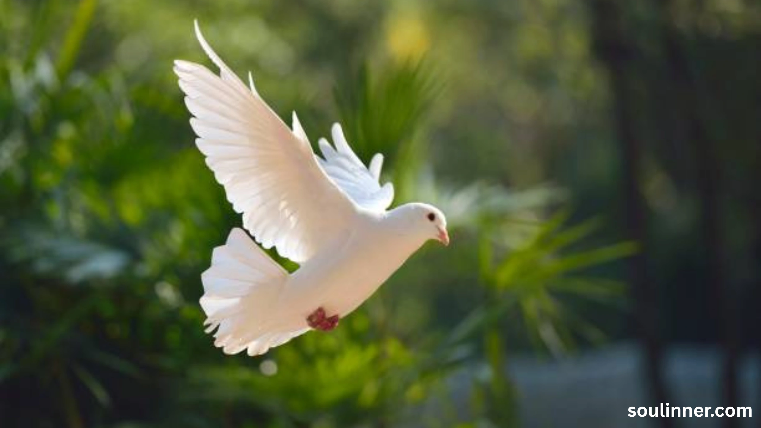 White Pigeon meaning