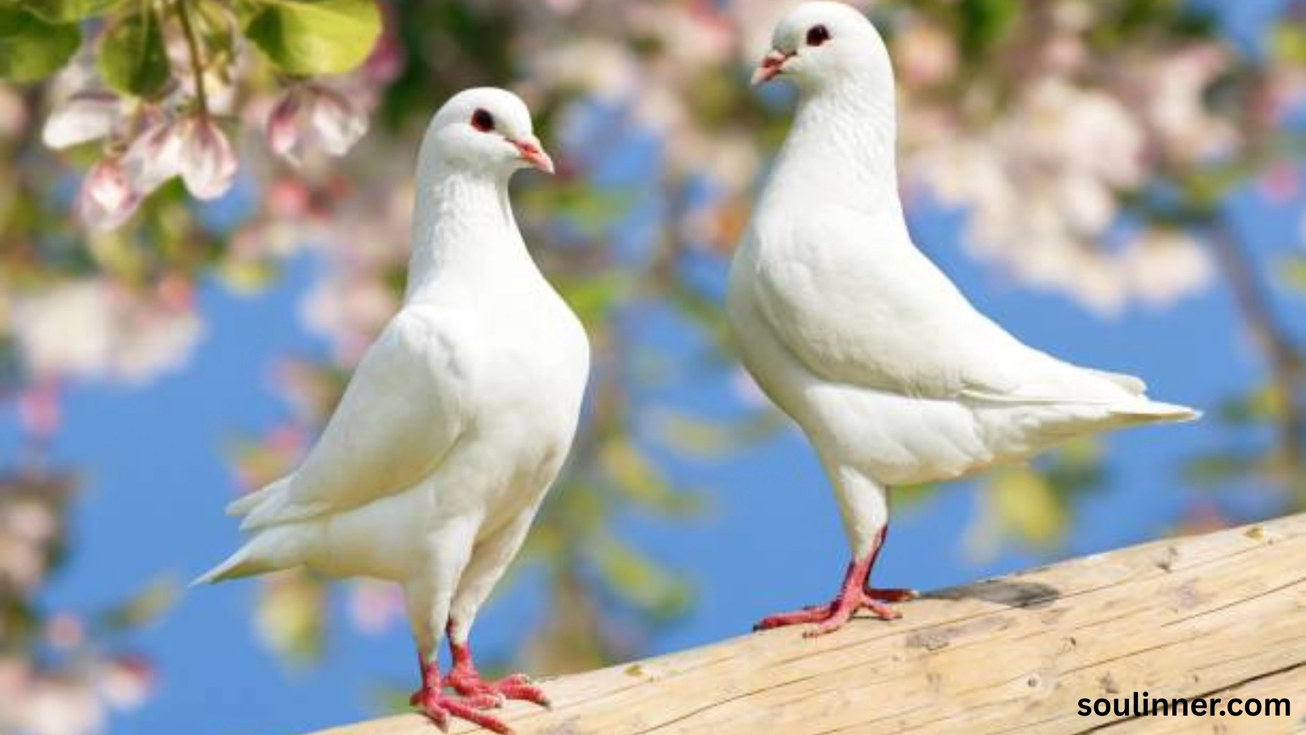 White Pigeon meaning