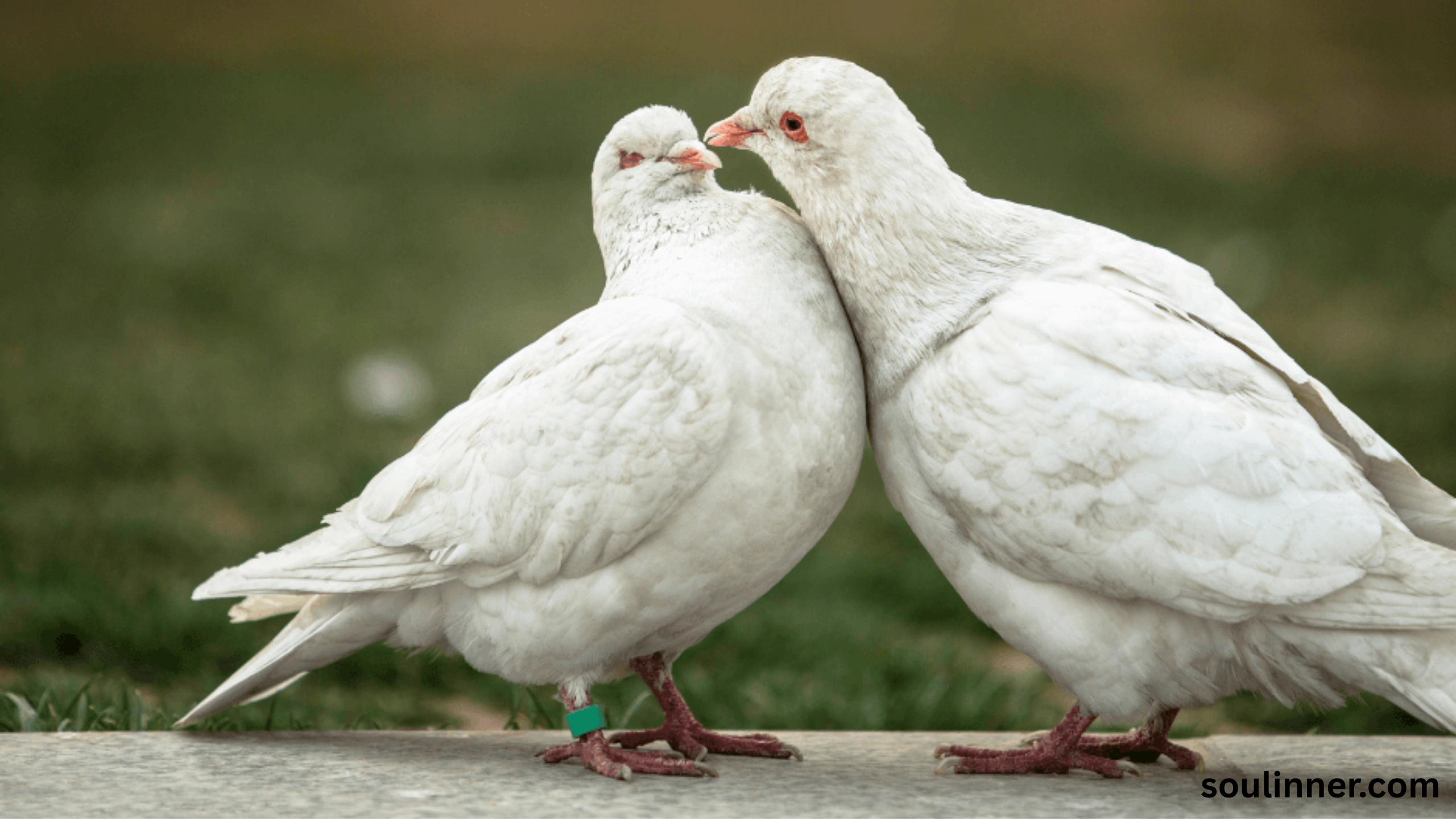 White Pigeon meaning