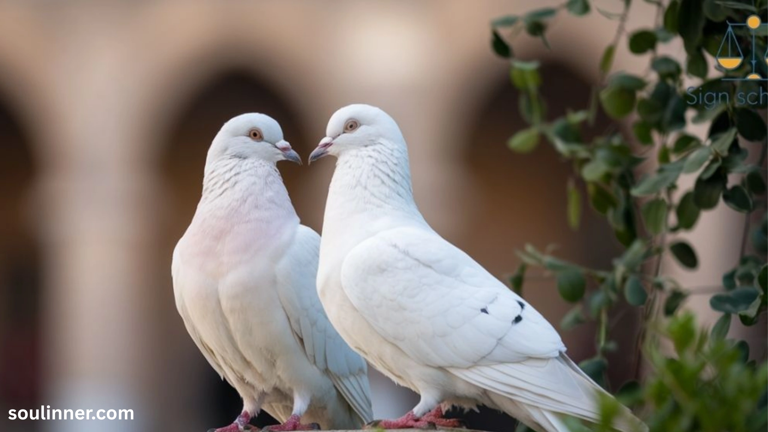 White Pigeon meaning
