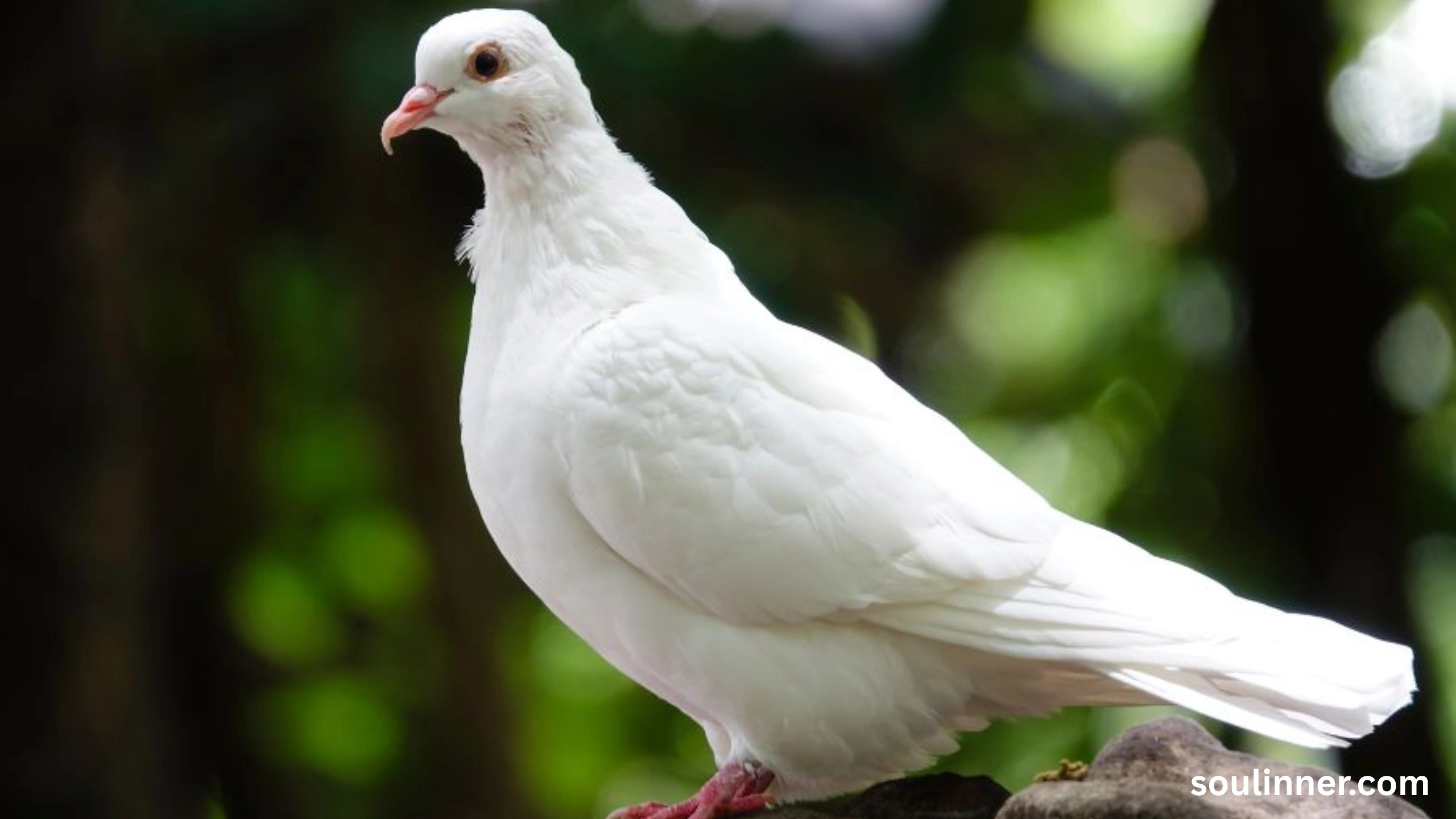 White Pigeon meaning