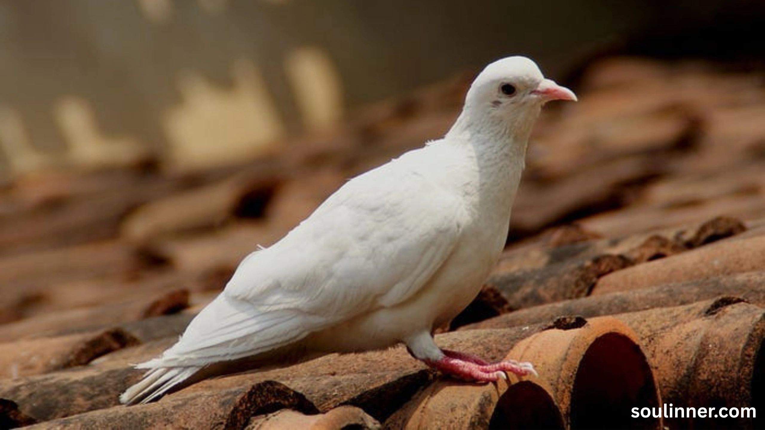 White Pigeon meaning