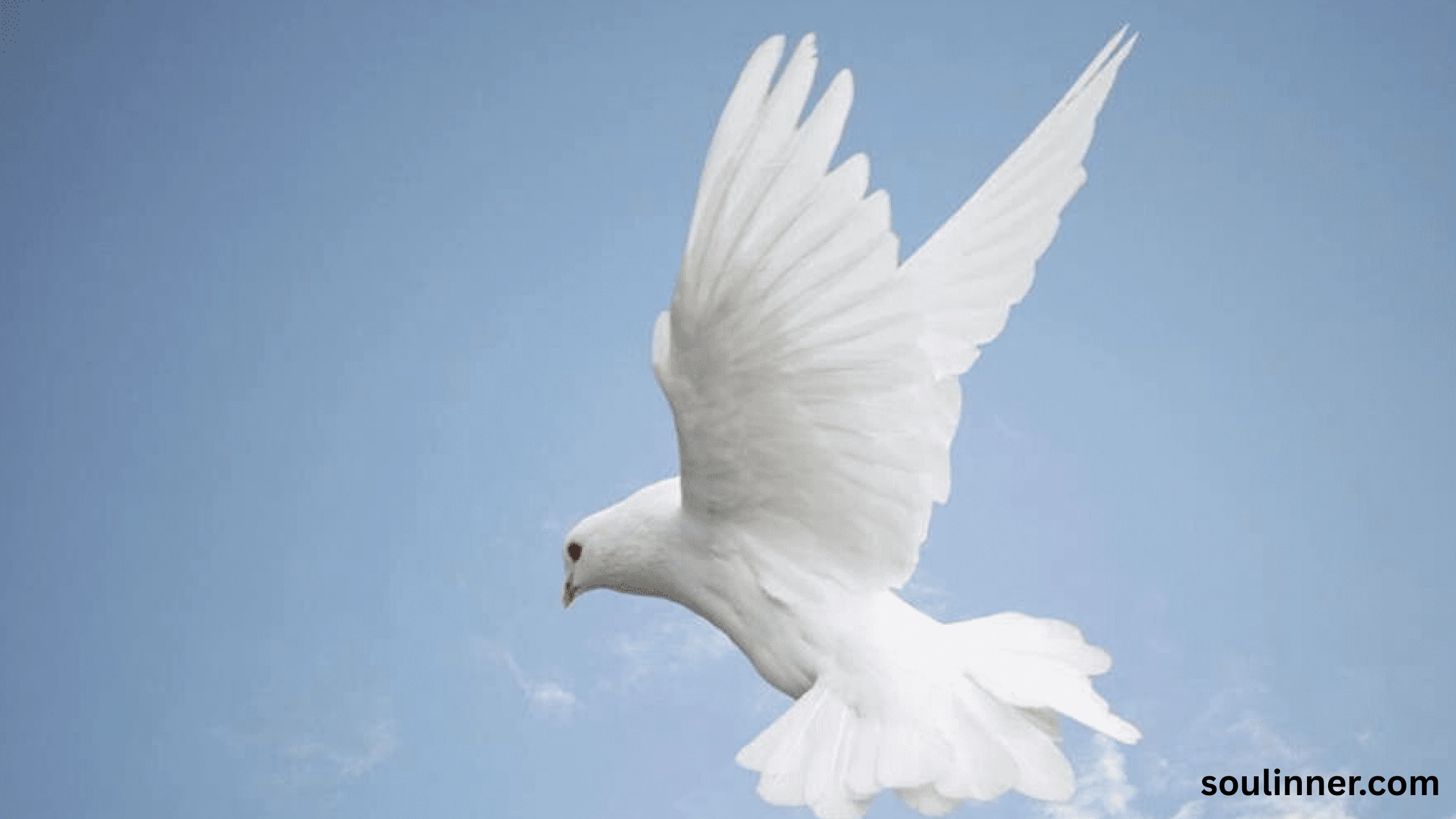 White Pigeon meaning