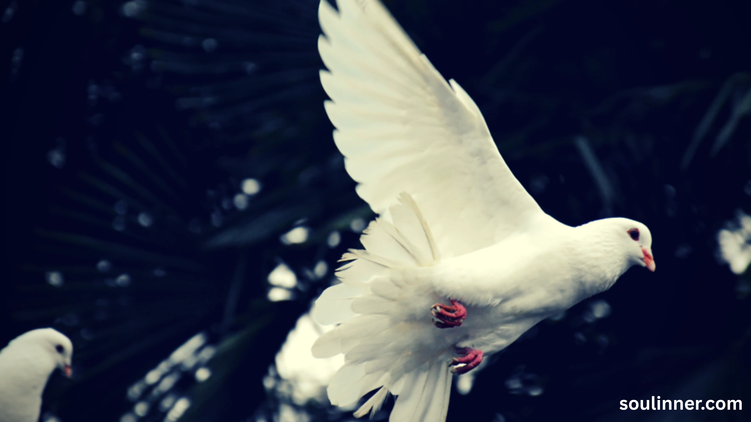 White Pigeon meaning