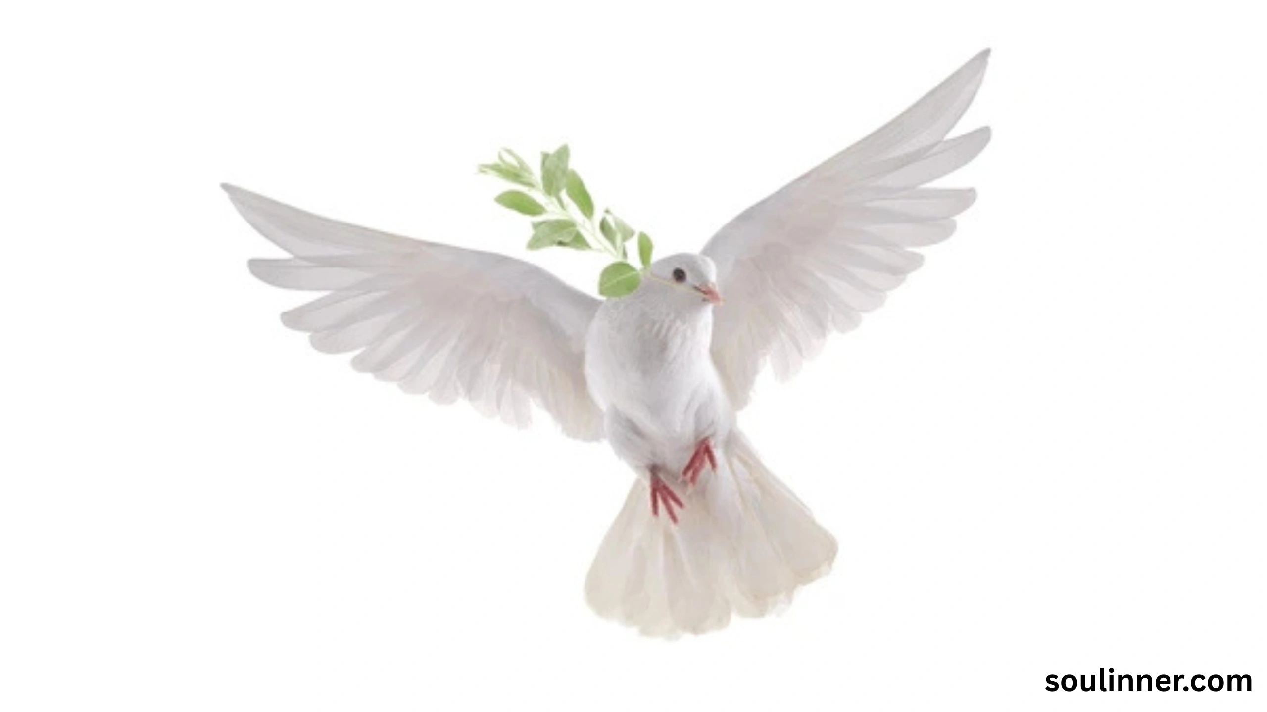 White Pigeon meaning