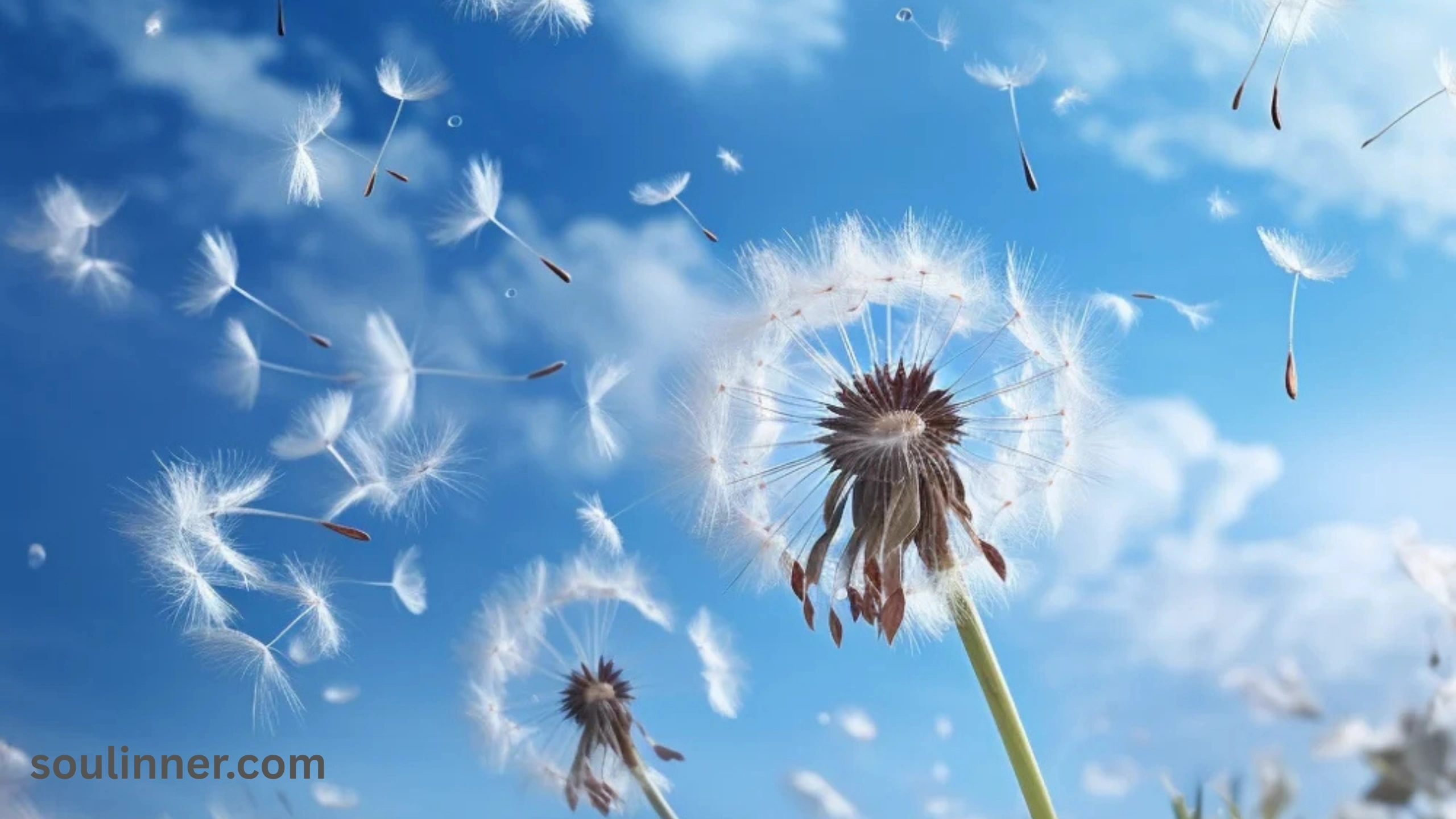 Wind Symbolism