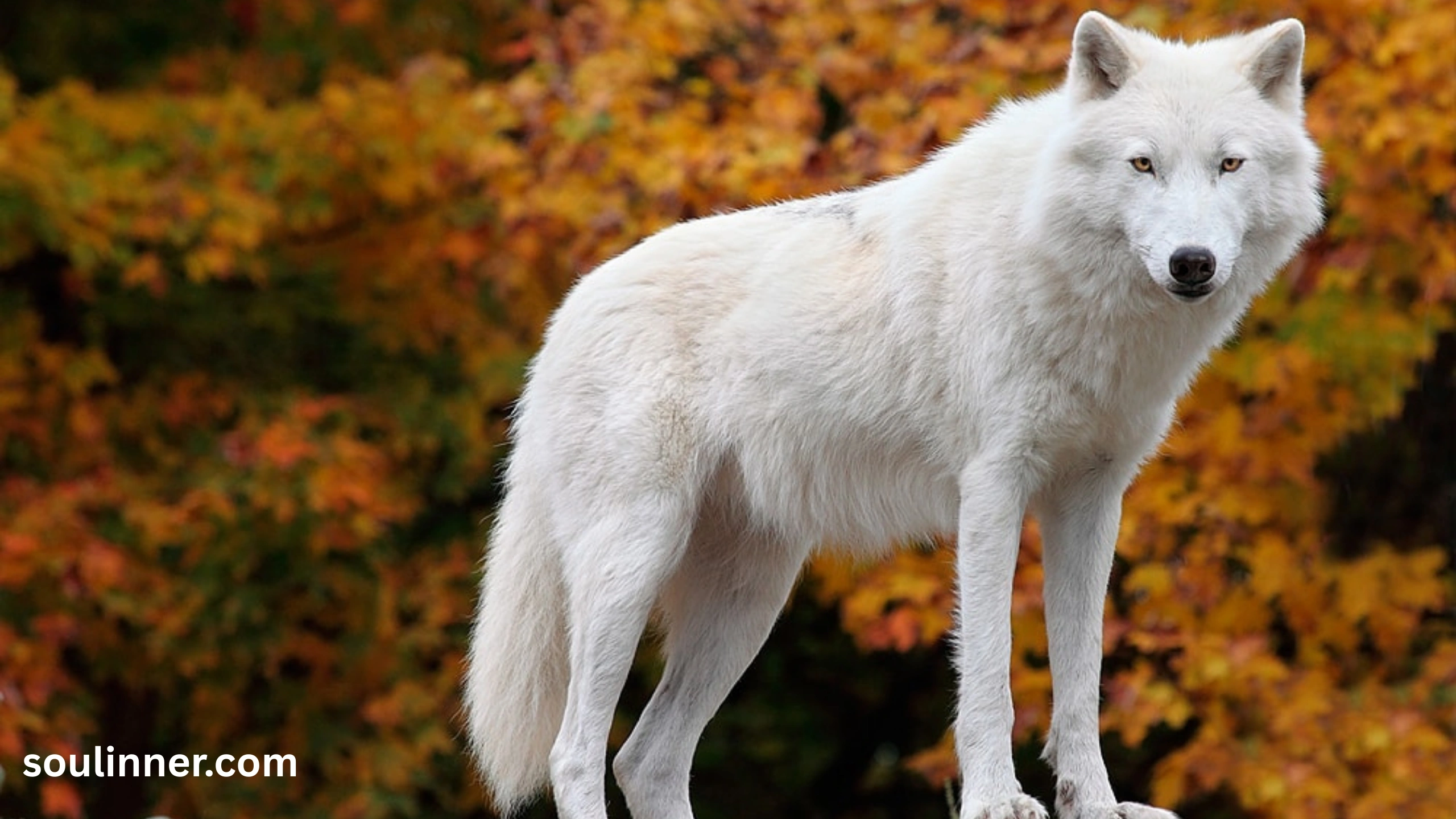Wolf Symbolism