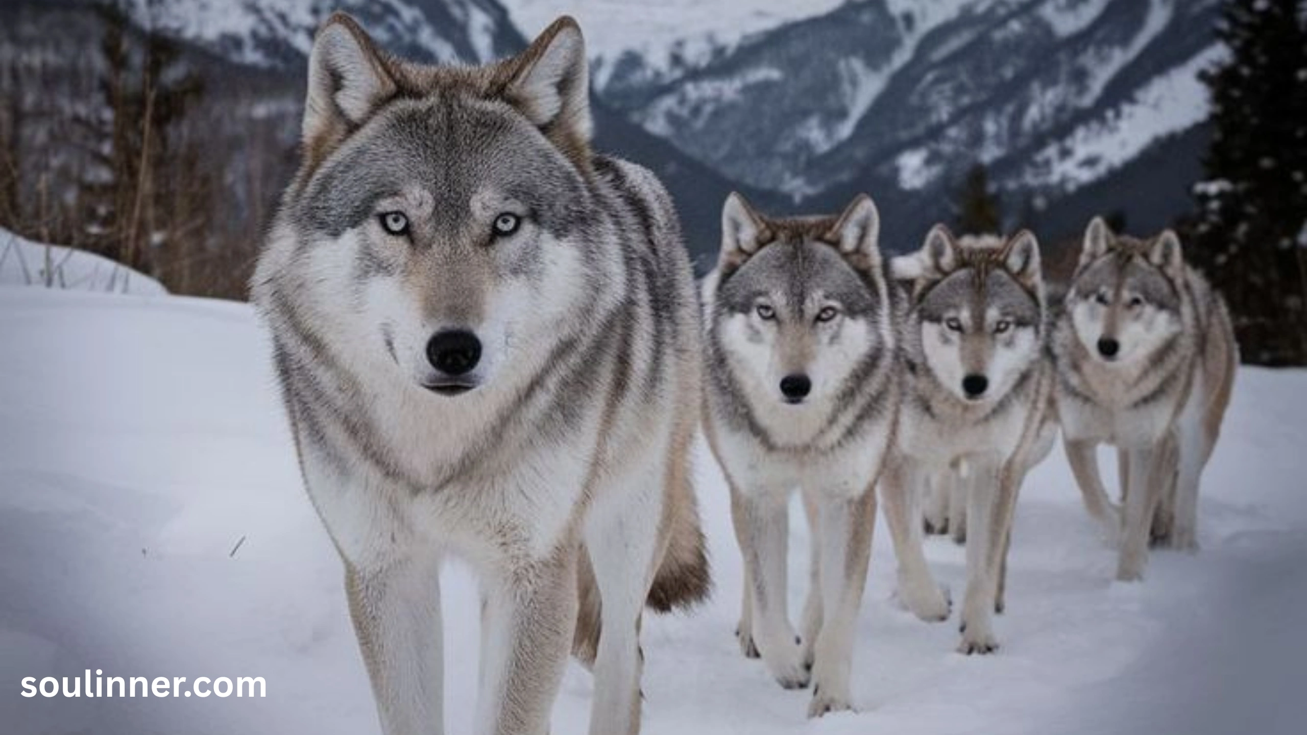 Wolf Symbolism