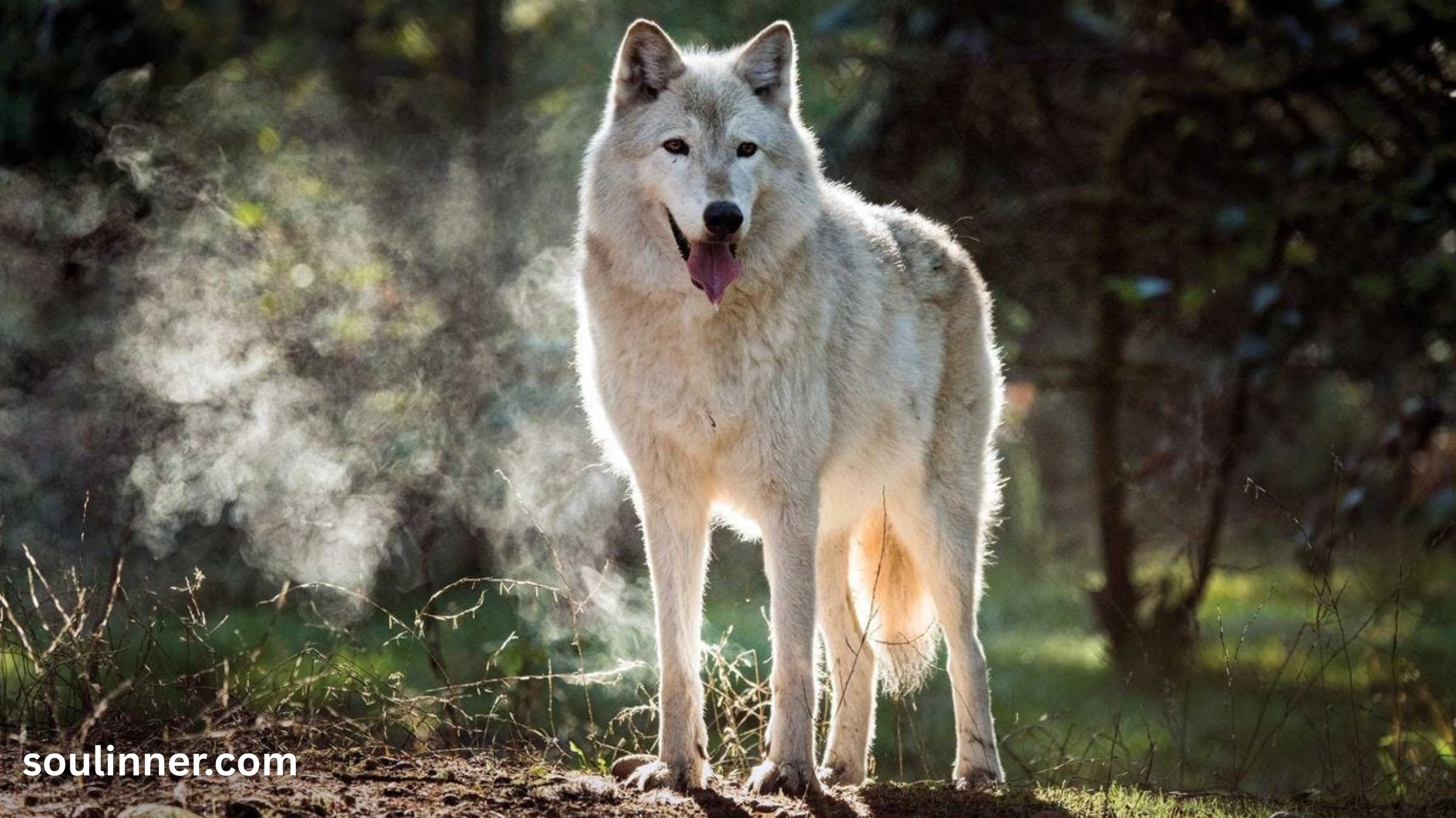 Wolf Symbolism