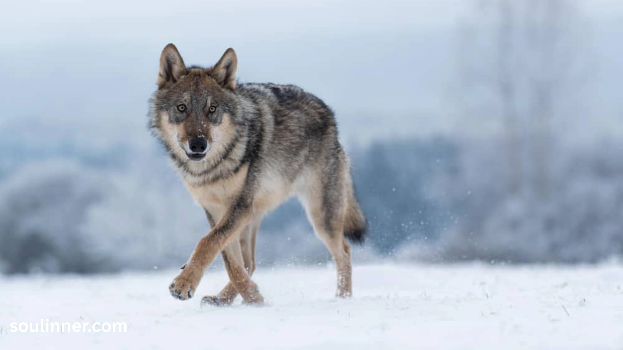 Wolf Symbolism