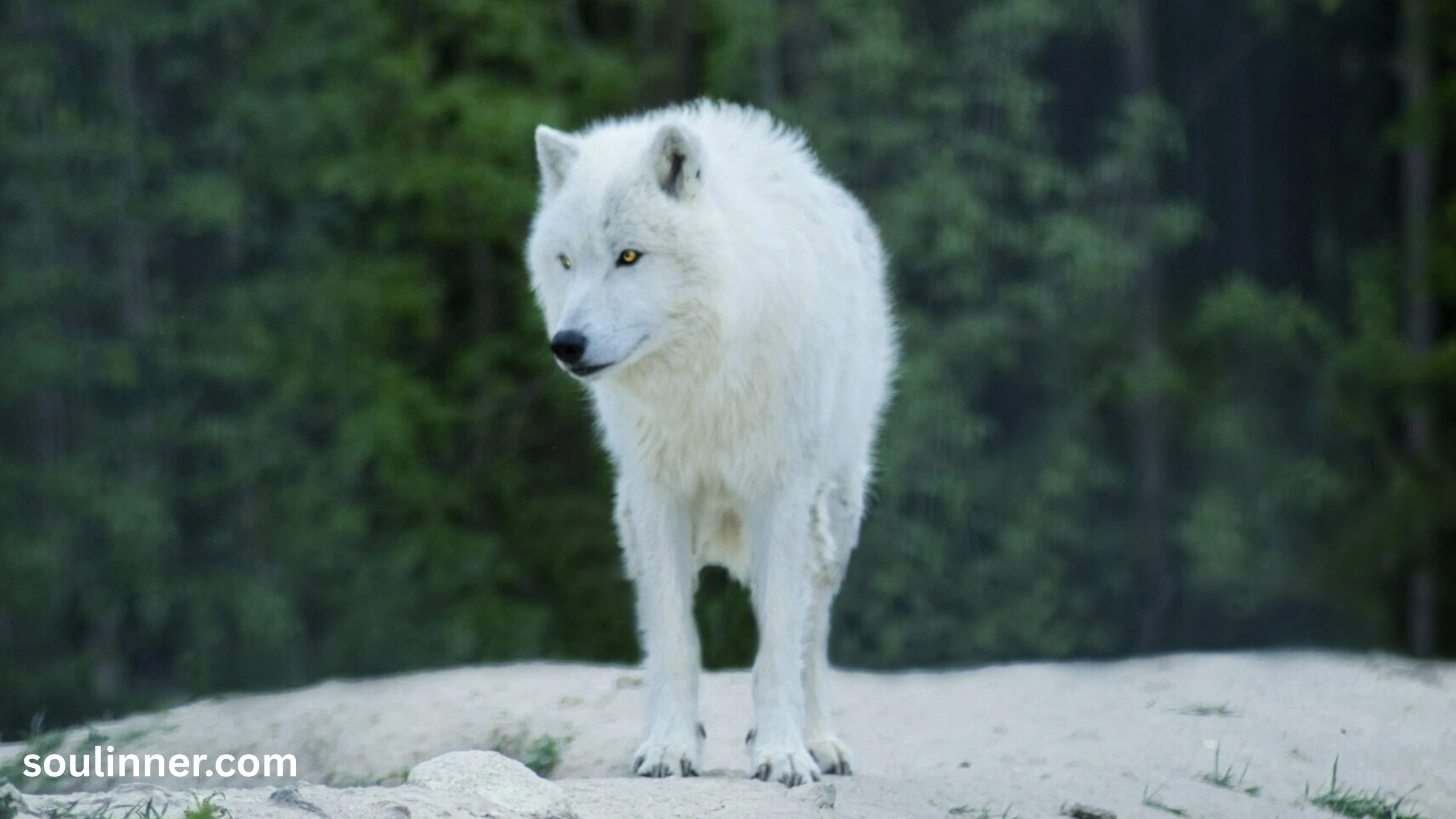 Wolf Symbolism