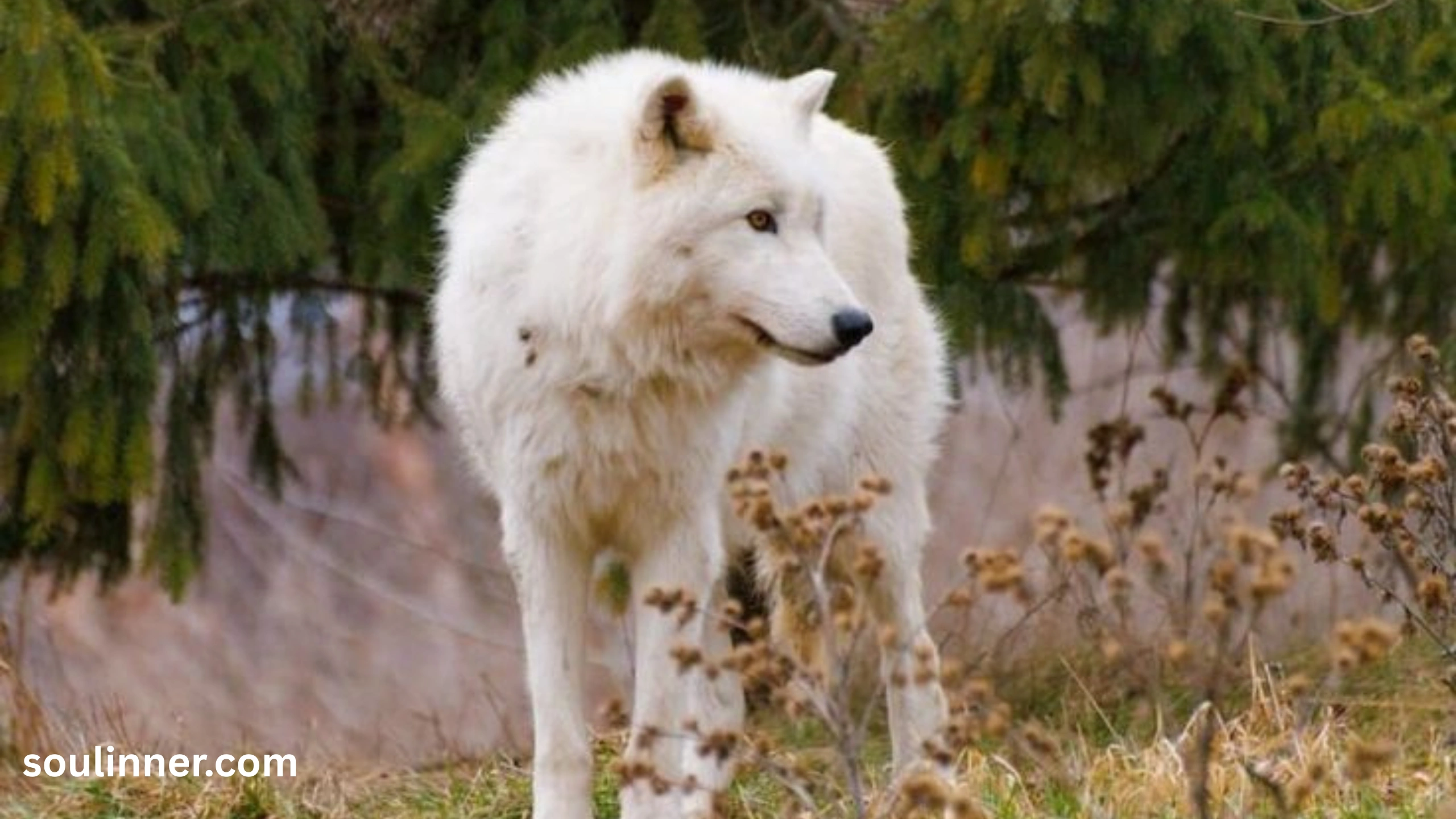 Wolf Symbolism