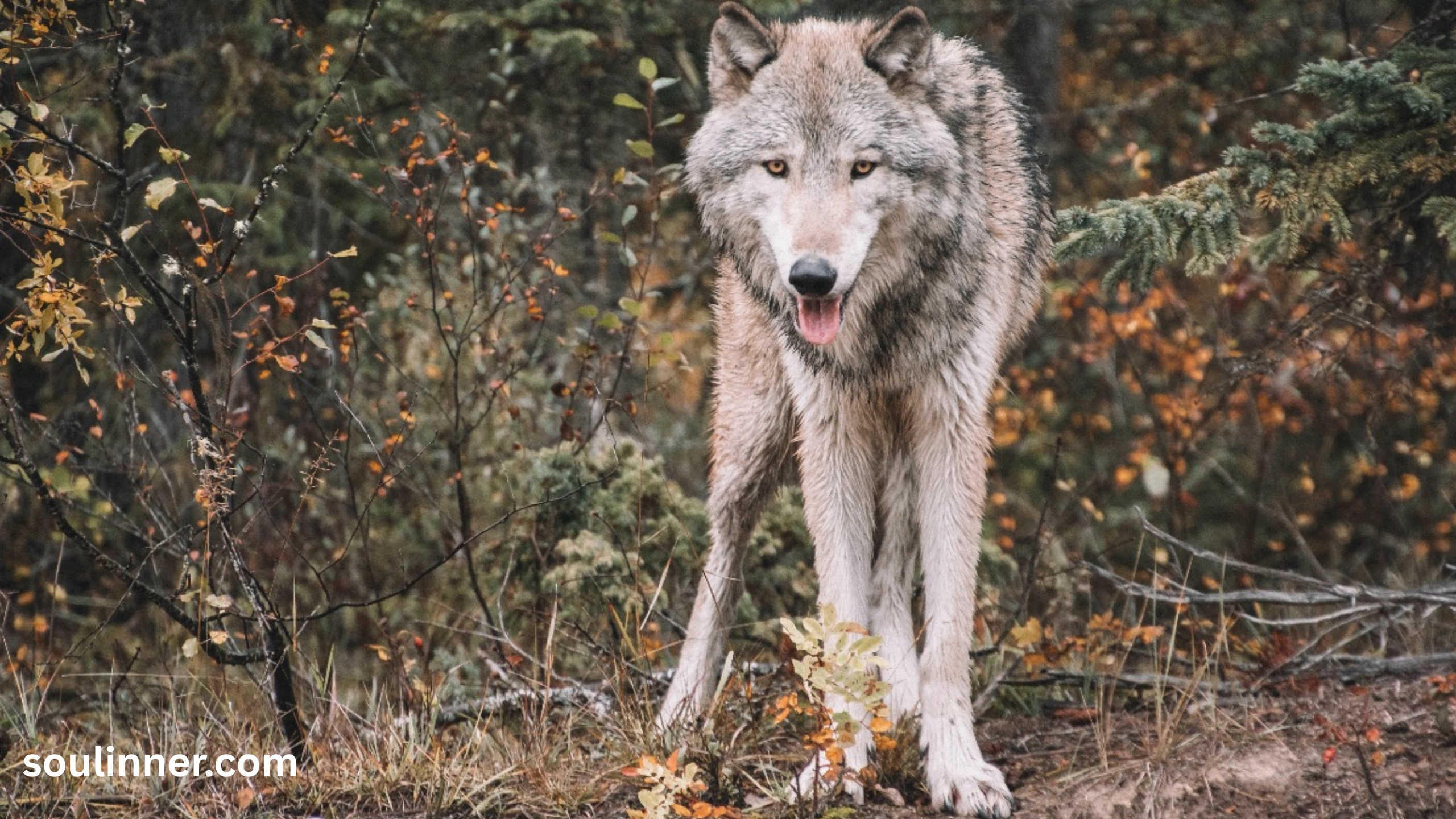 Wolf Symbolism