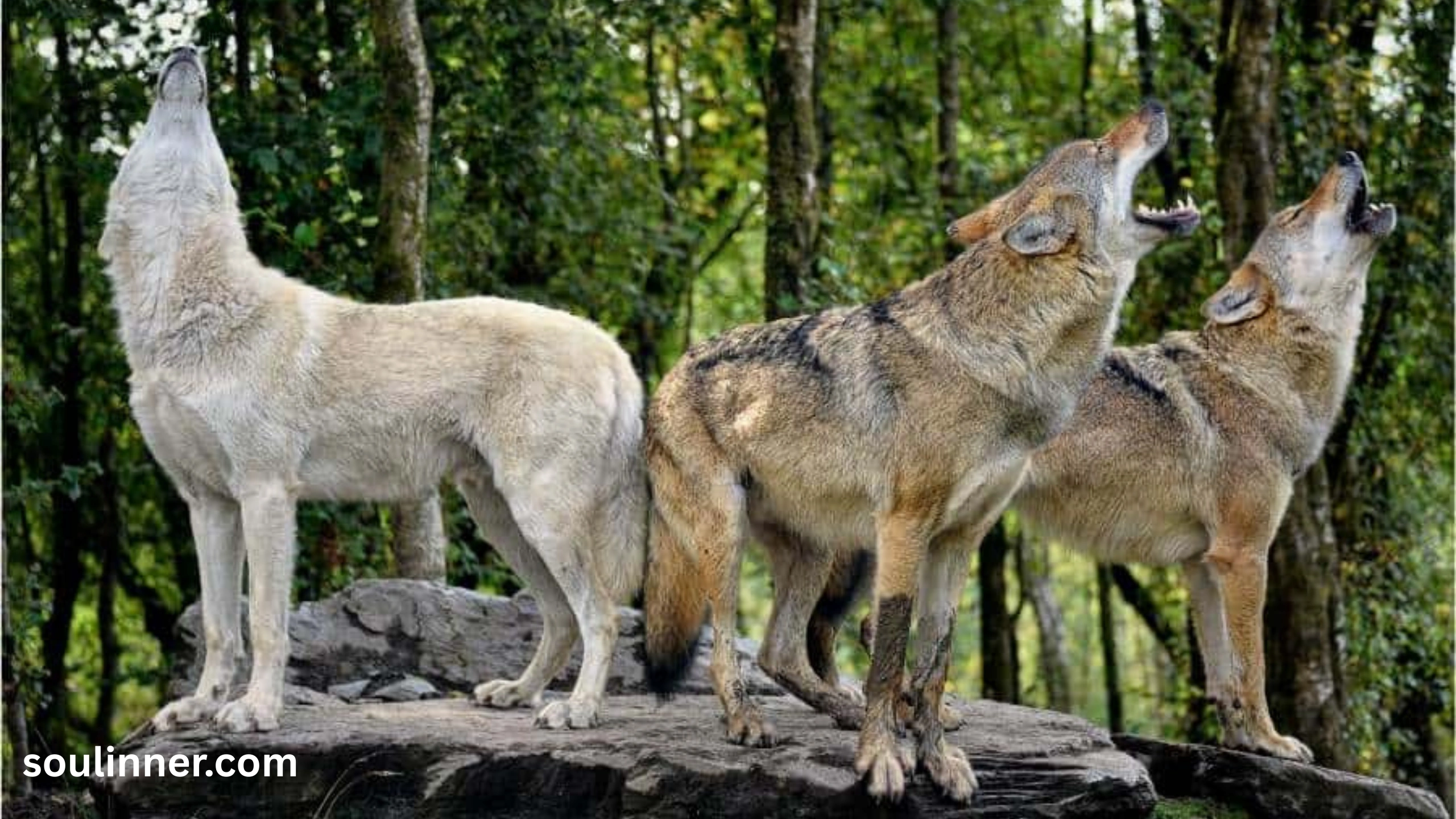 Wolf Symbolism