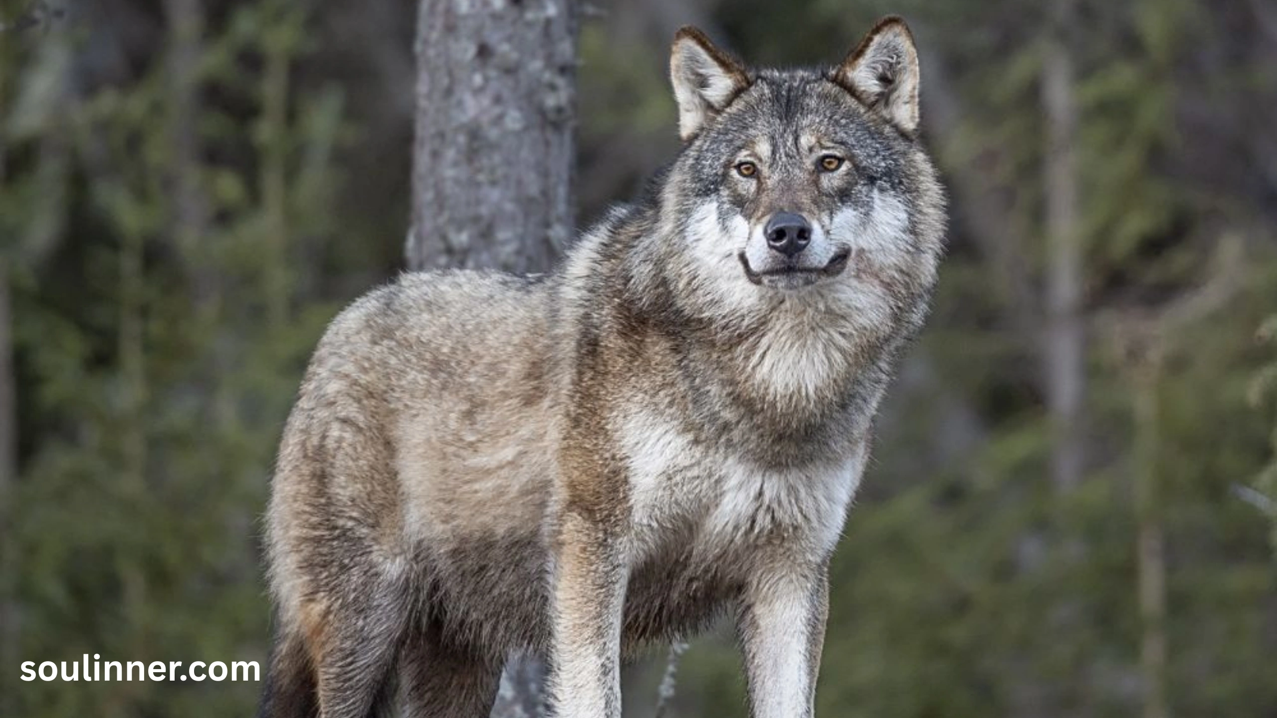 Wolf Symbolism