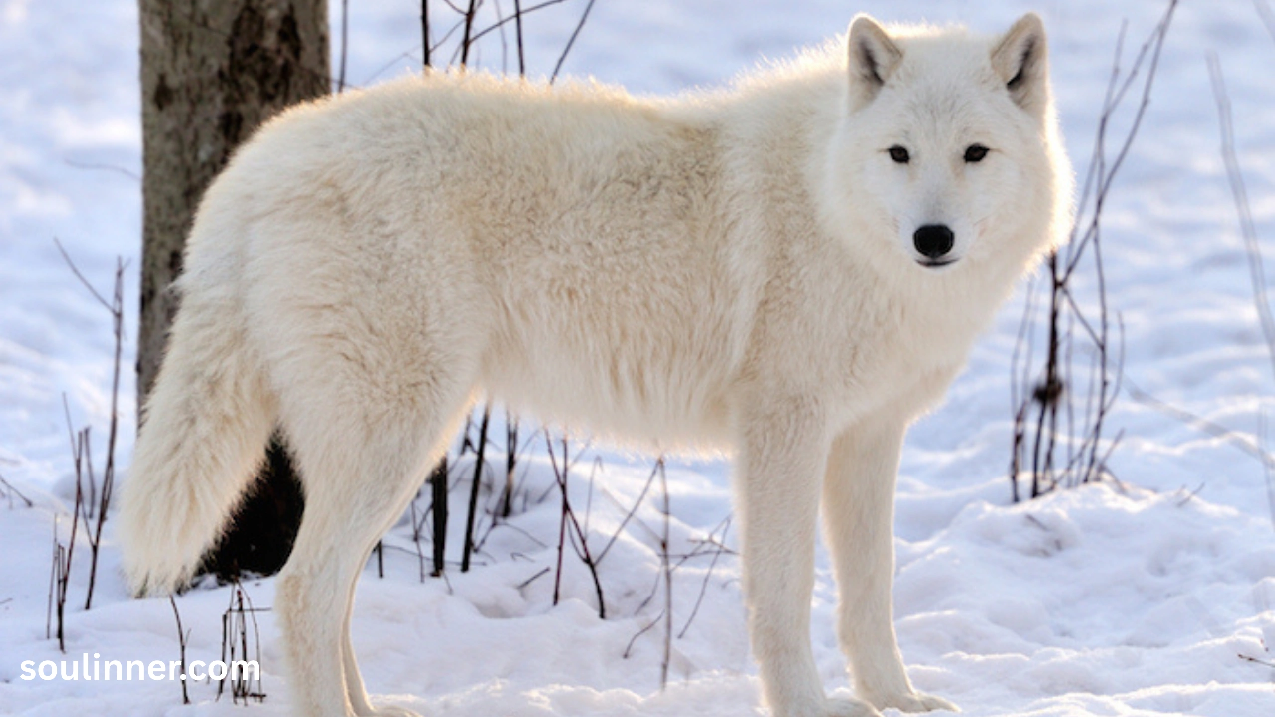 gray Wolf