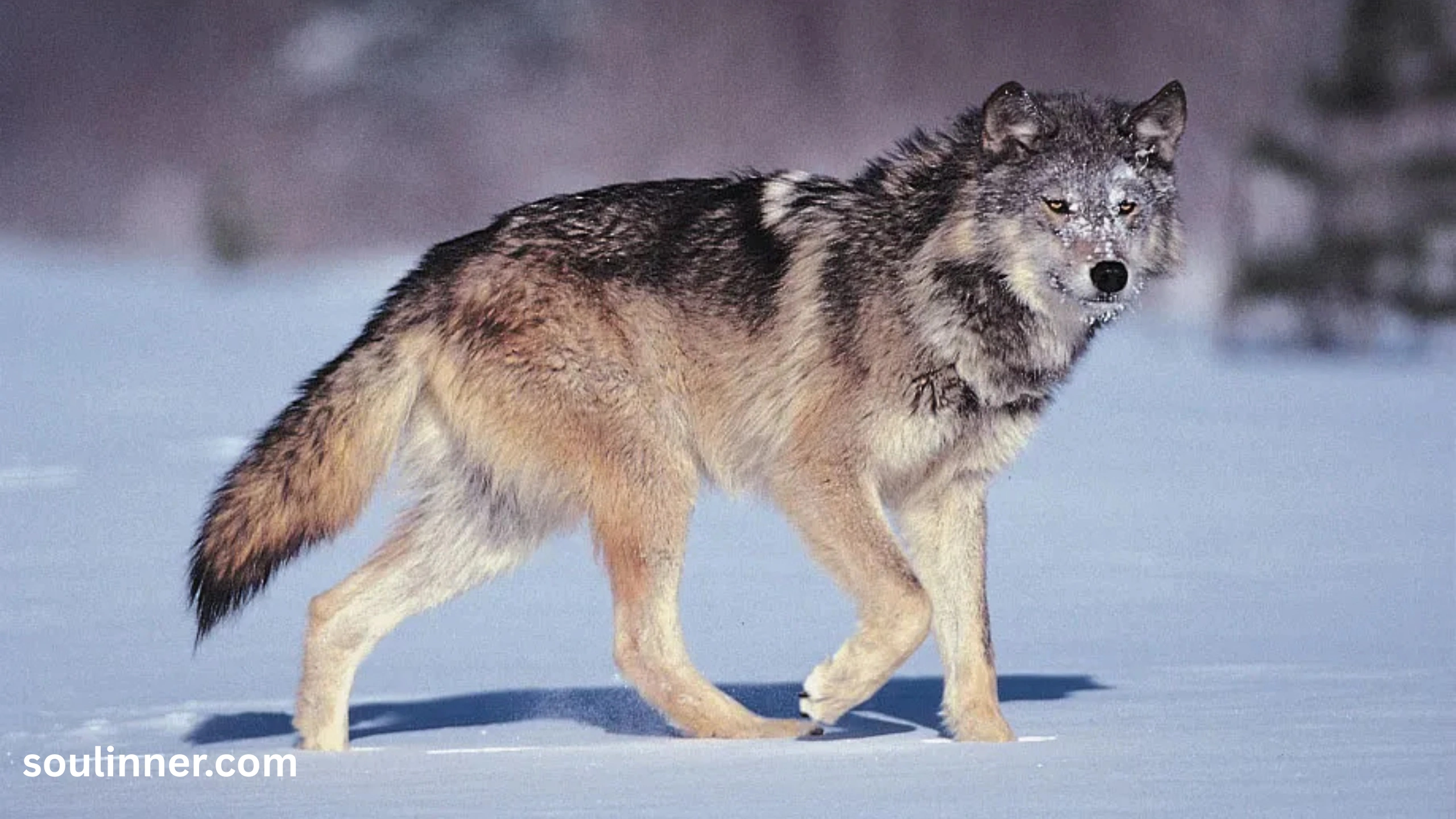 Wolf Symbolism