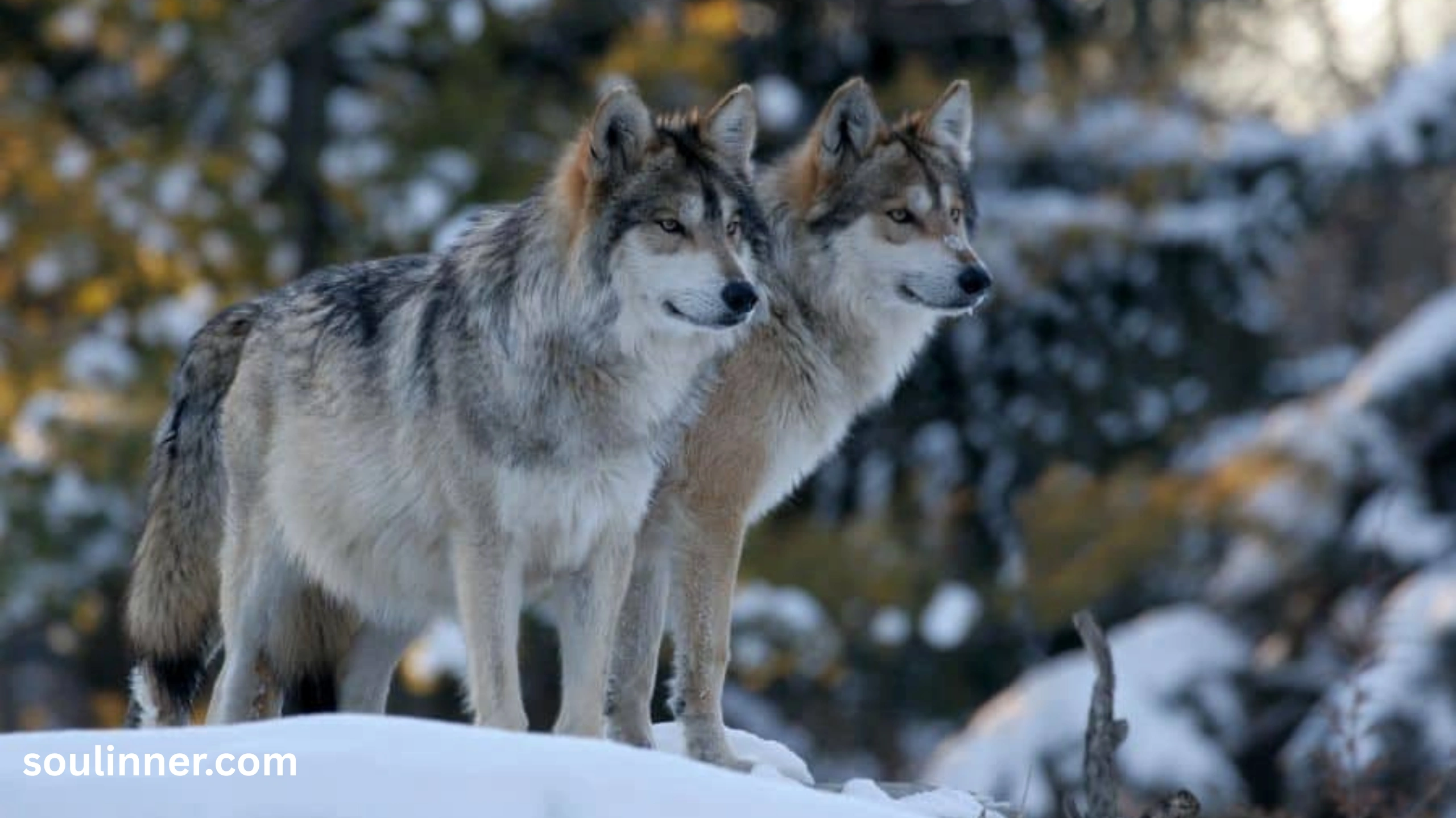 Wolf Symbolism