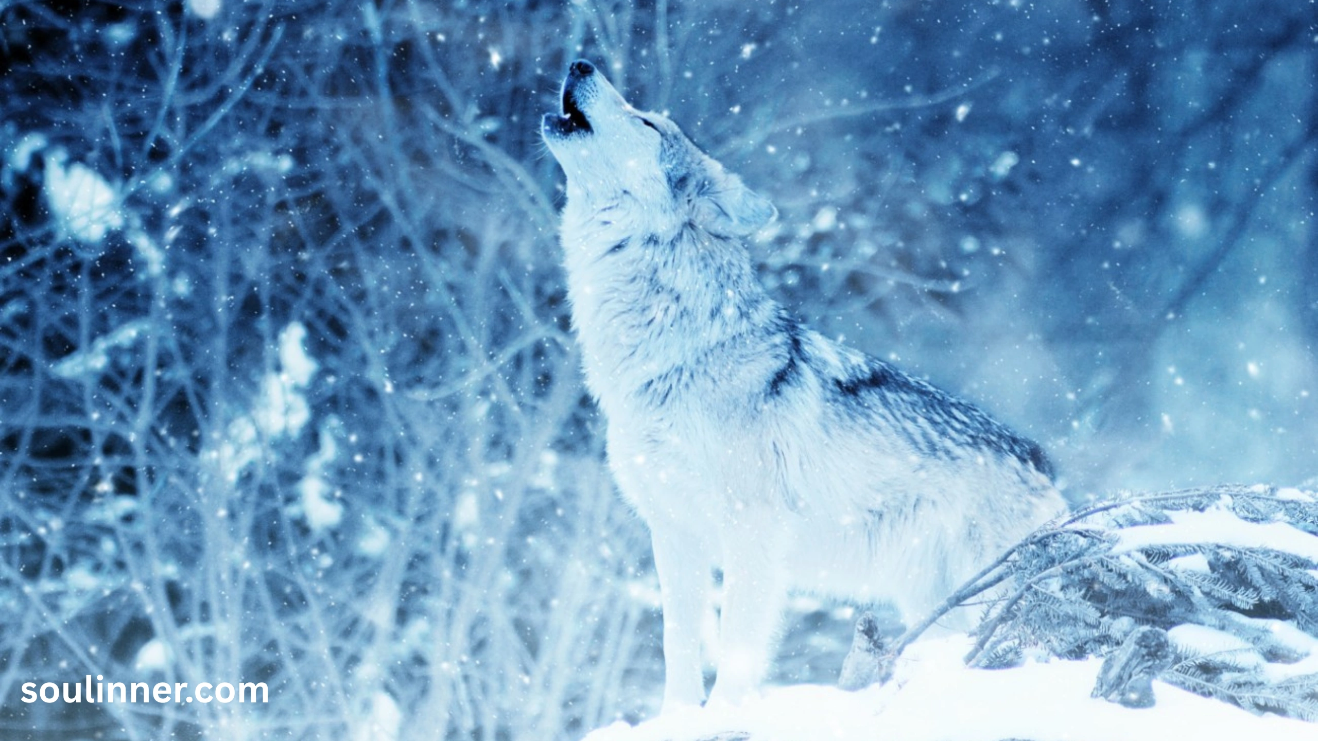 Wolf Symbolism