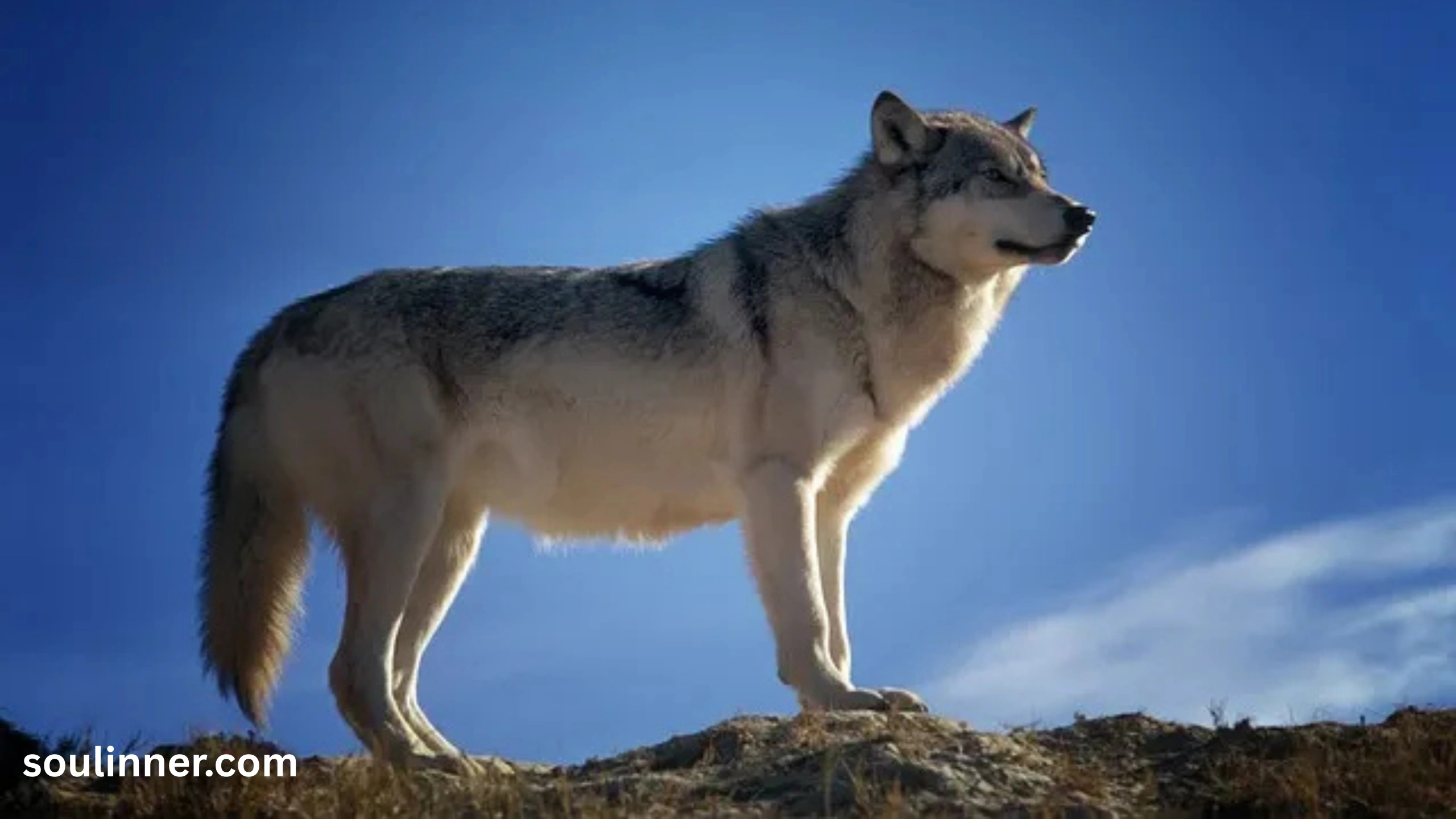 Wolf Symbolism