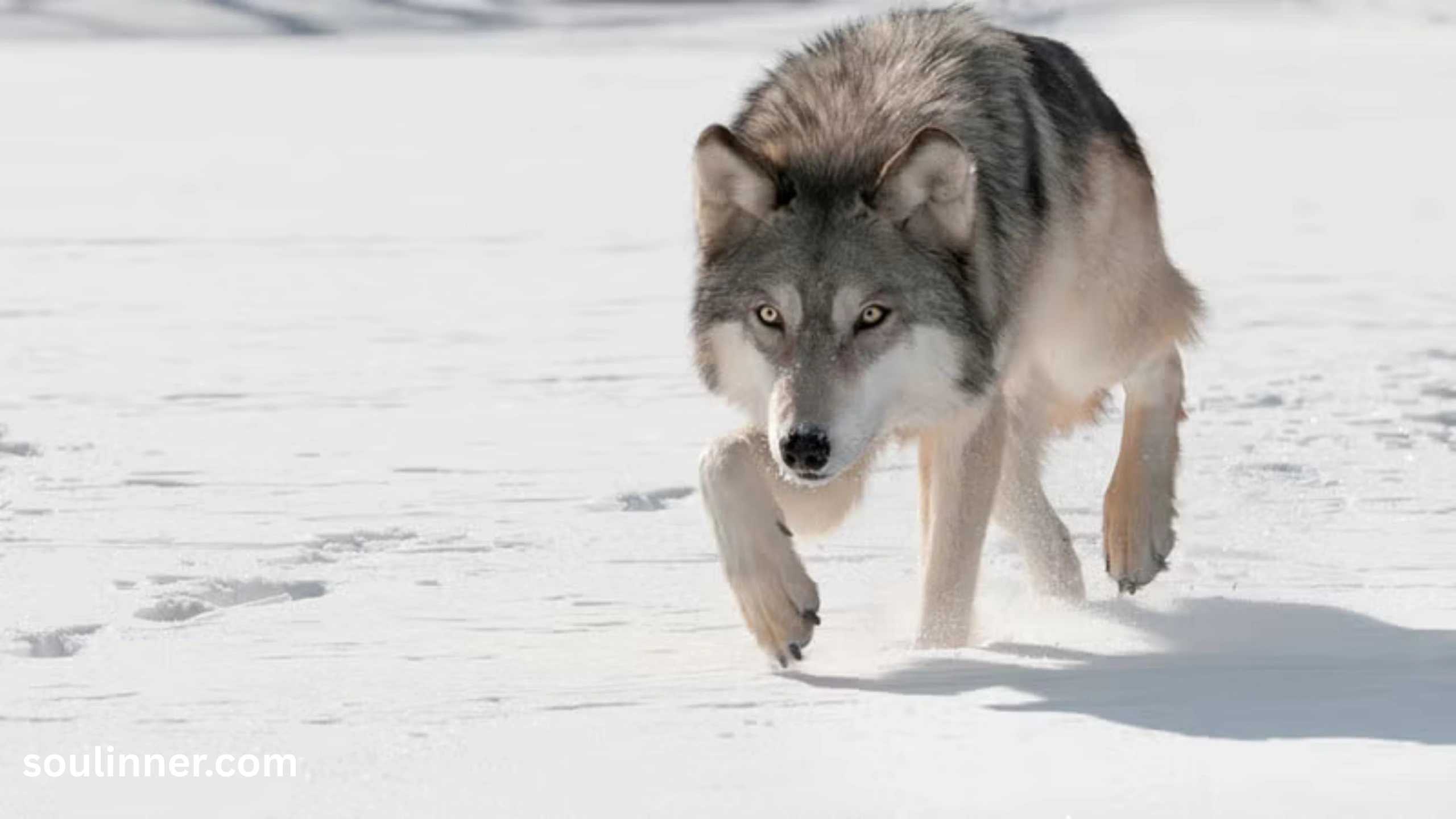 Wolf Symbolism