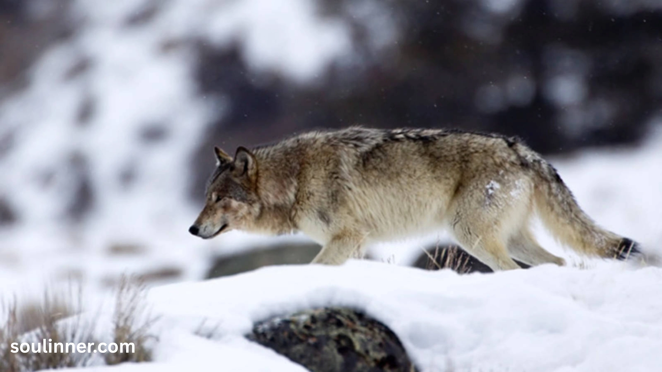 Wolf Symbolism