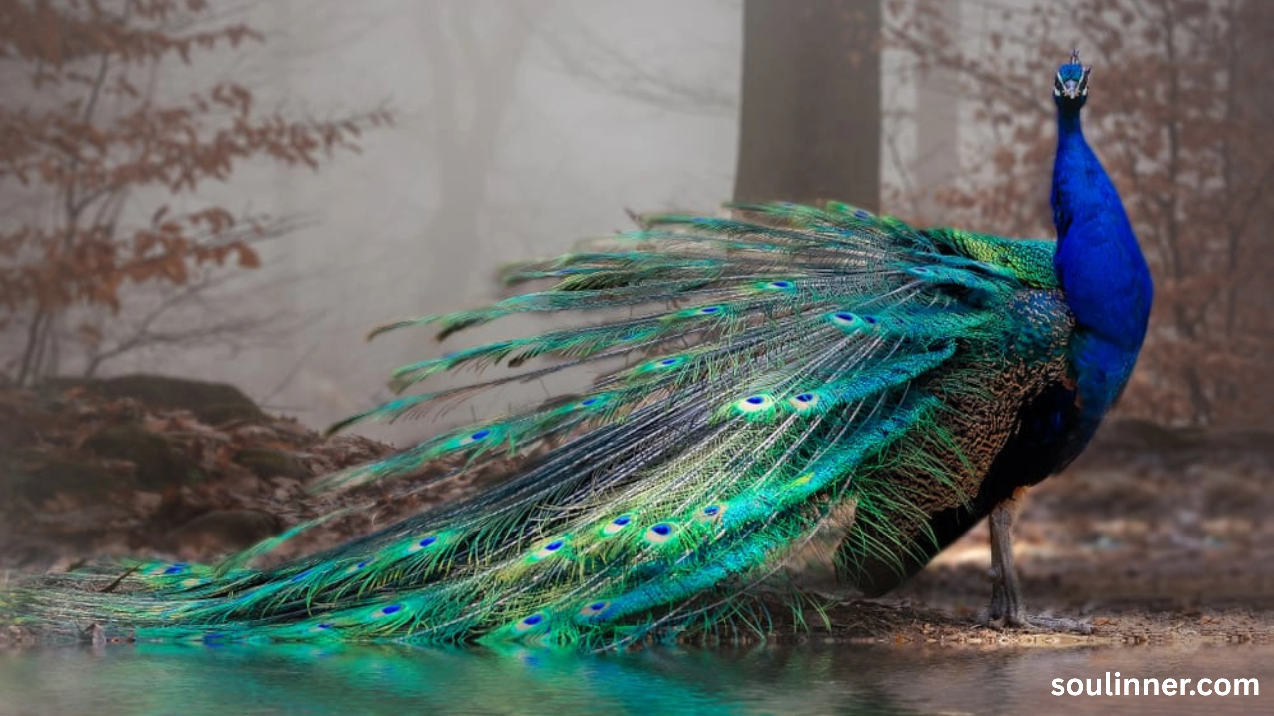 biblical meaning of peacock in dreams
