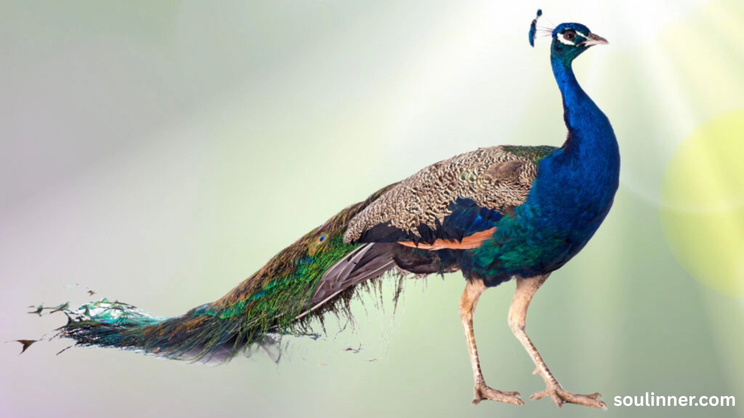biblical meaning of peacock in dreams