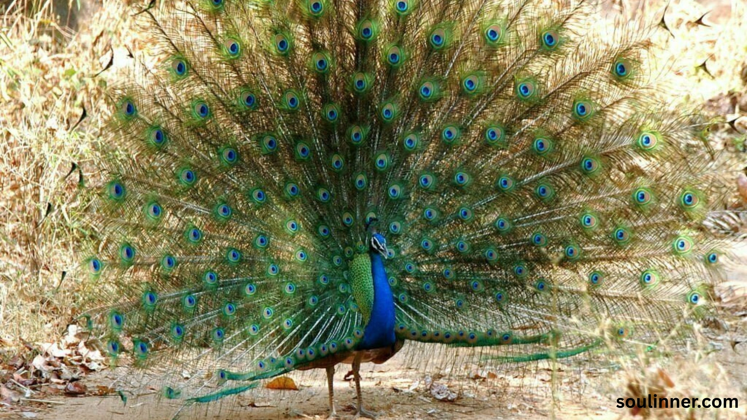 biblical meaning of peacock in dreams