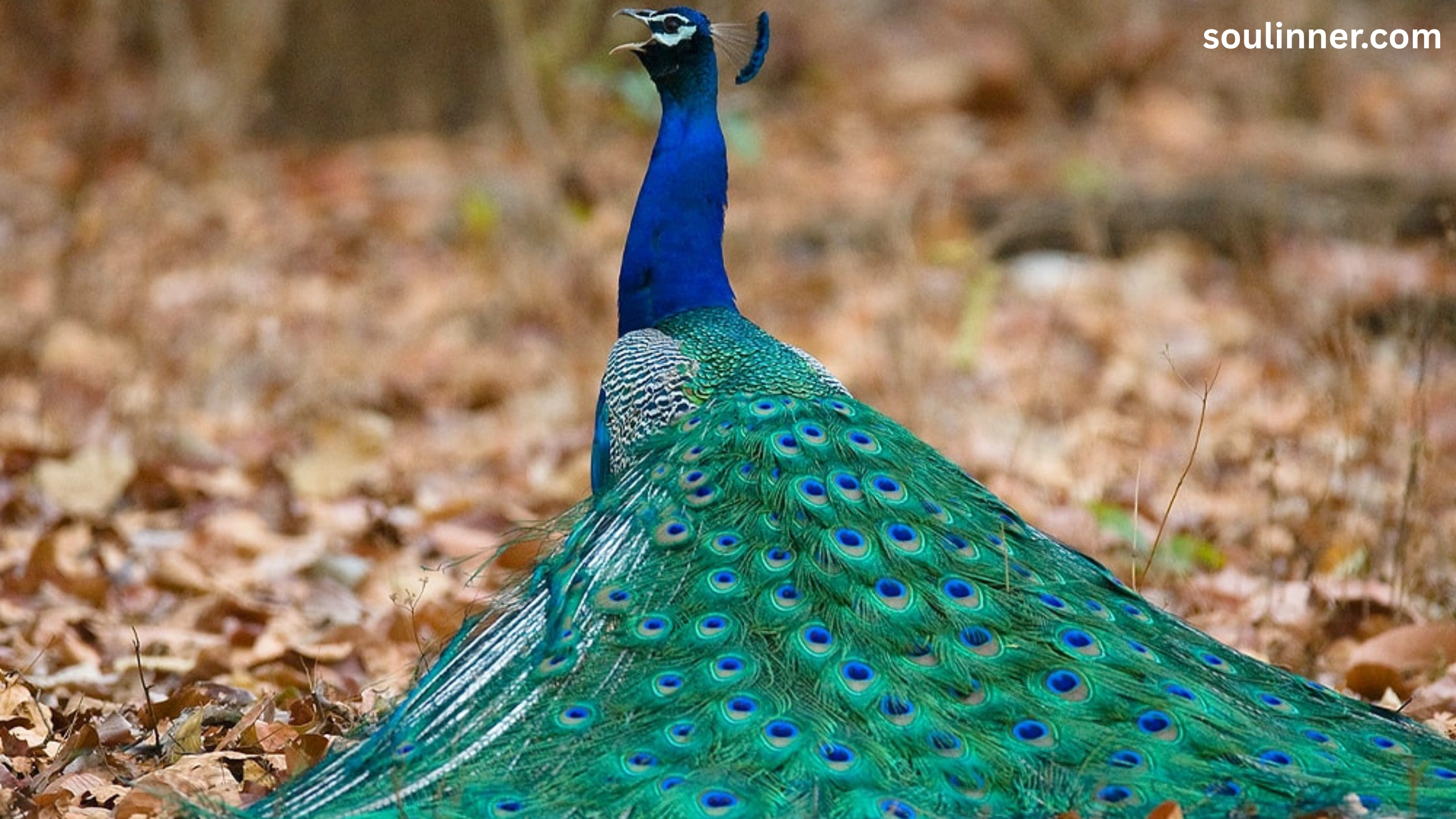 biblical meaning of peacock in dreams