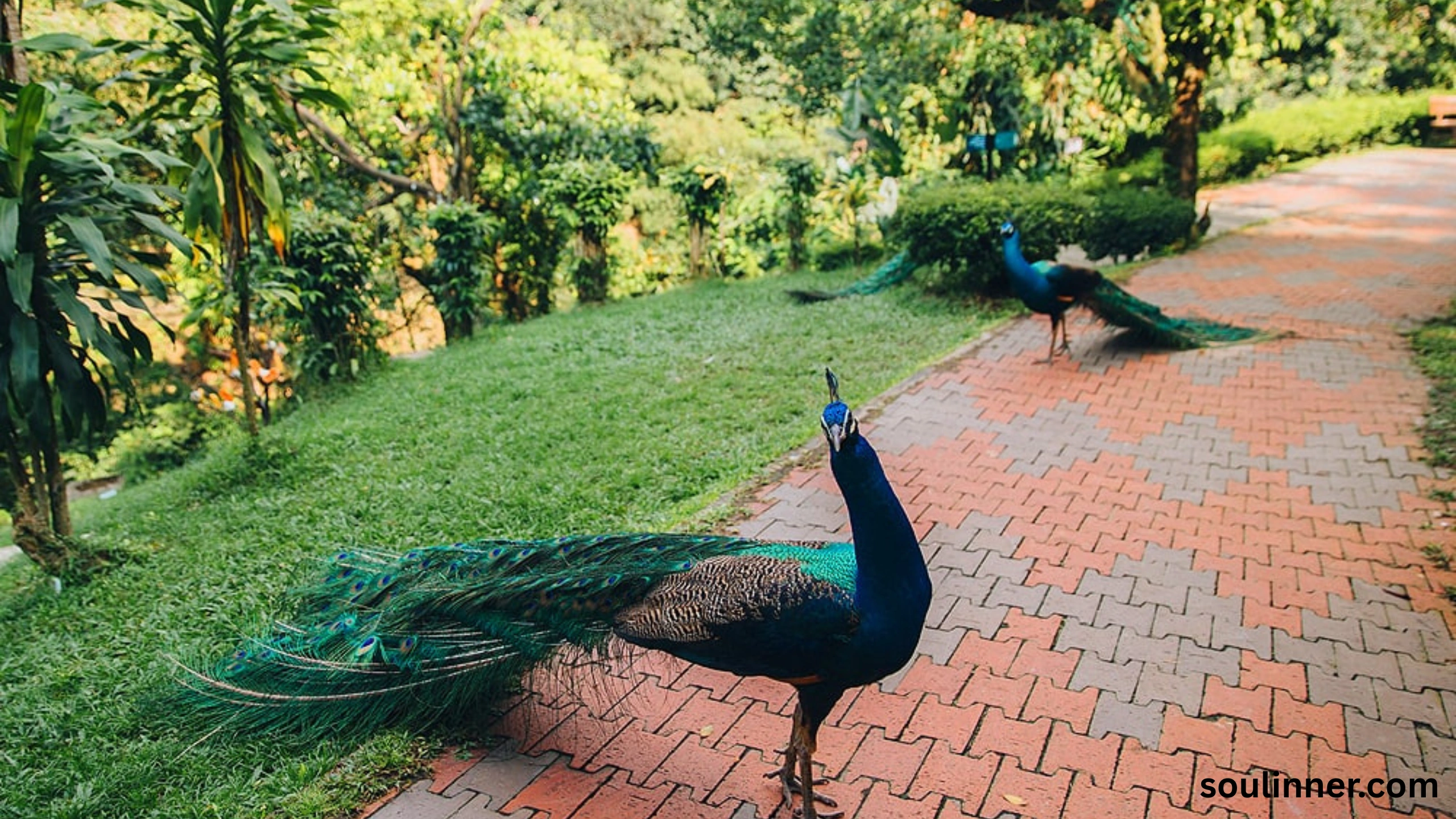 biblical meaning of peacock in dreams