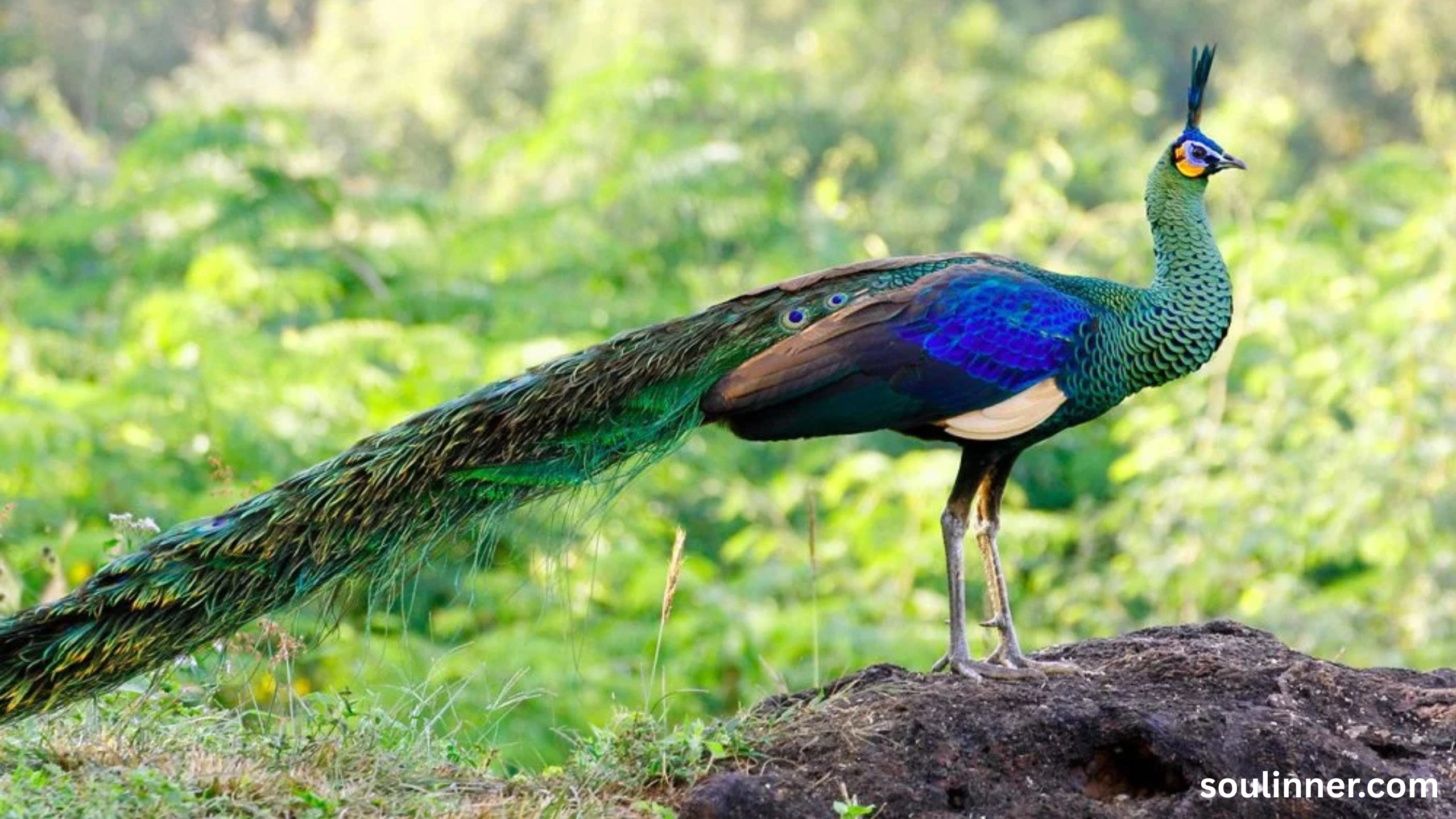 biblical meaning of peacock in dreams