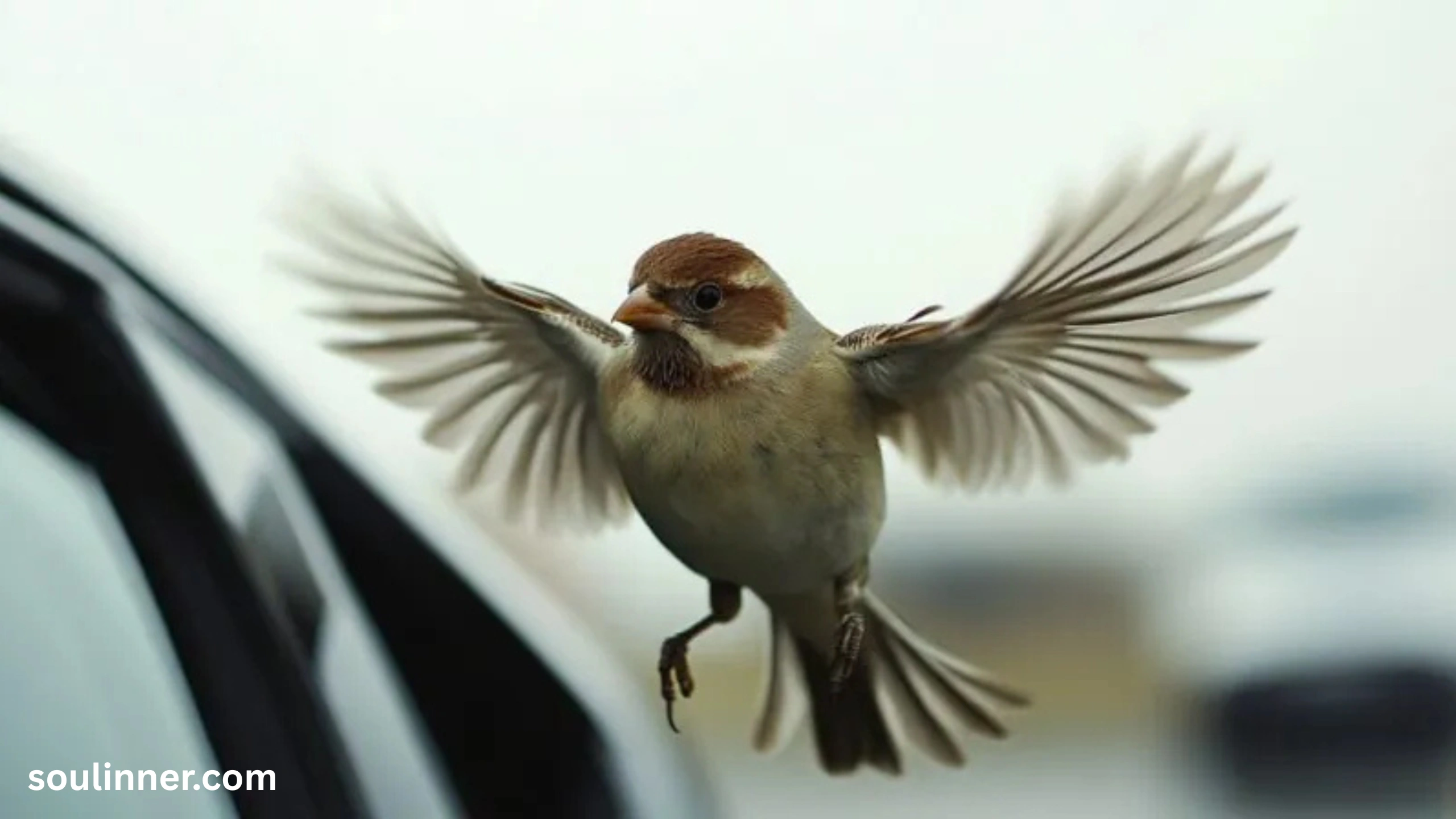 birds keep flying in front of my car spiritual meaning
