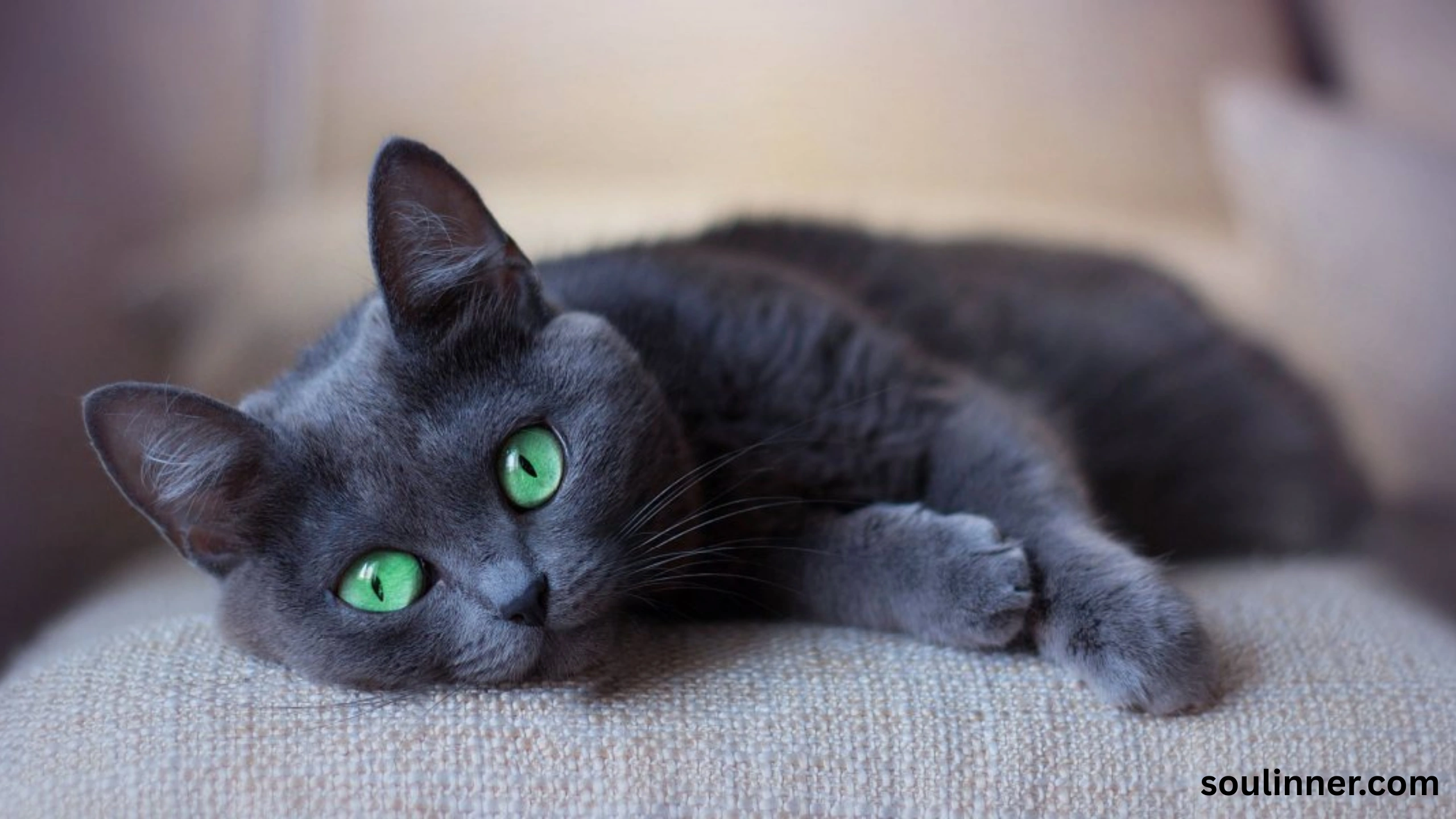 black cat with green eyes spiritual meaning