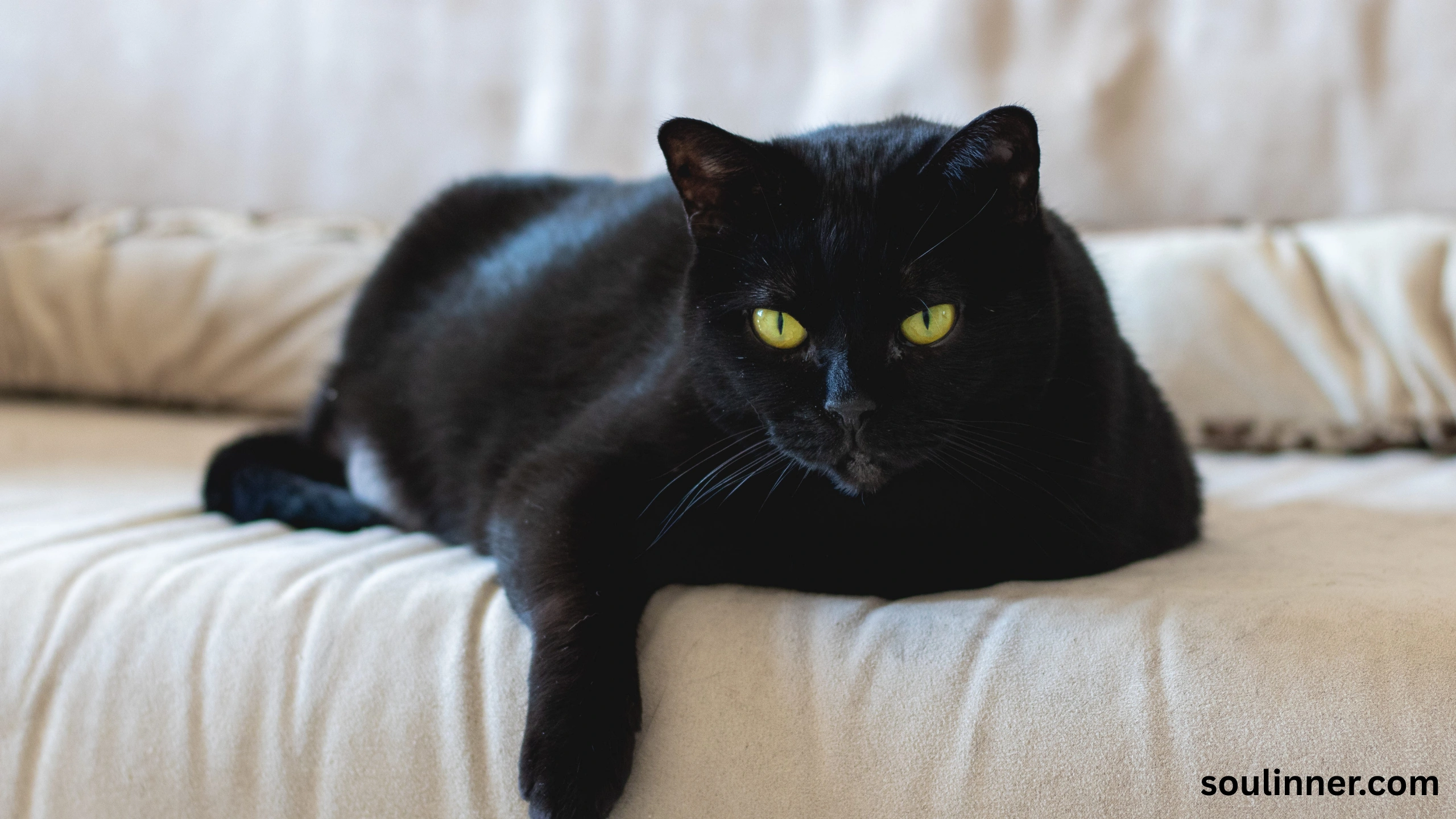 black cat with green eyes spiritual meaning