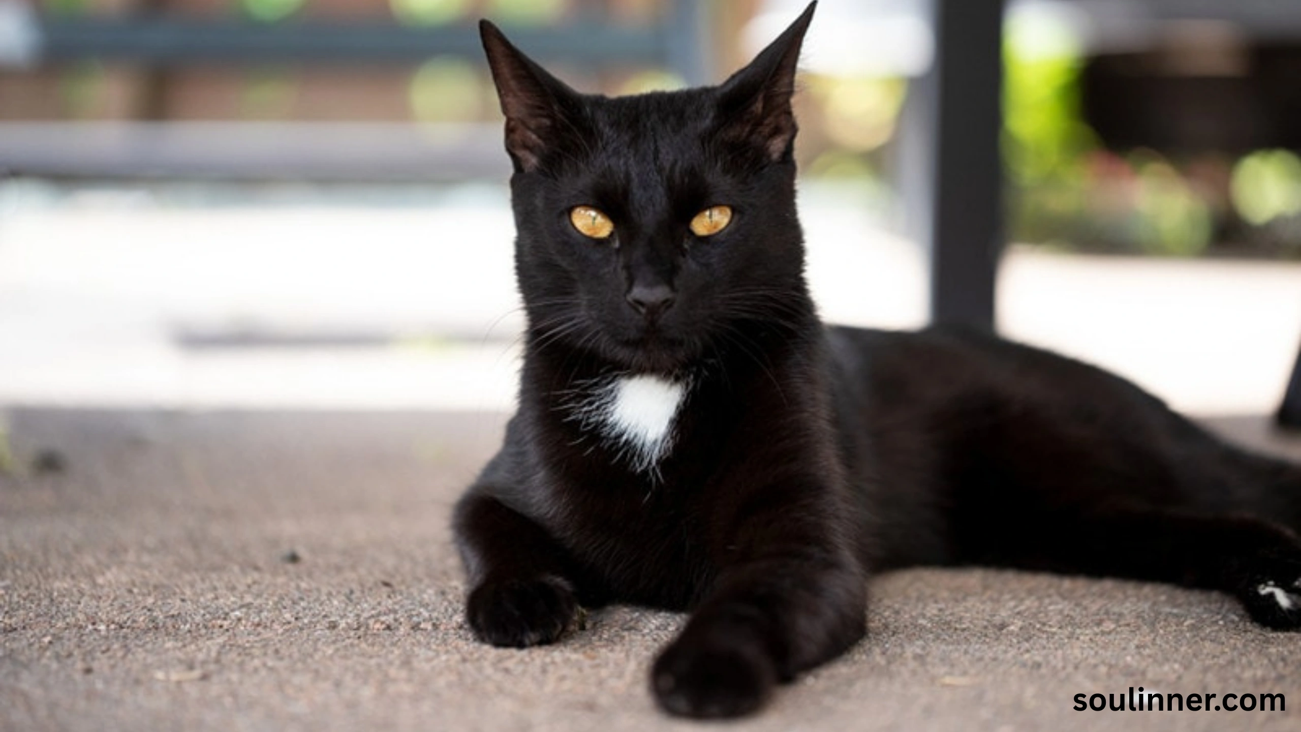 black cat with green eyes spiritual meaning