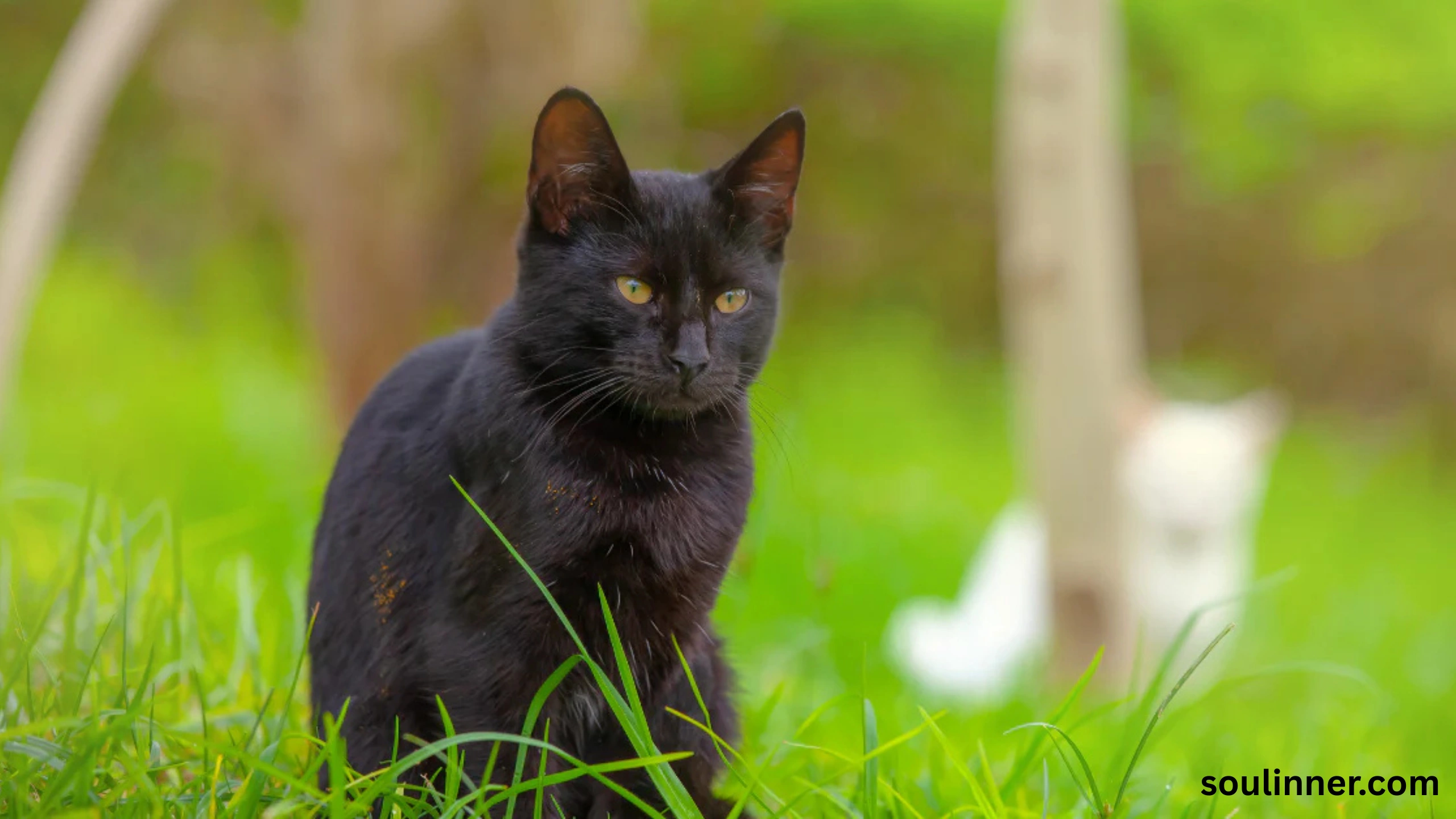 black cat with green eyes spiritual meaning