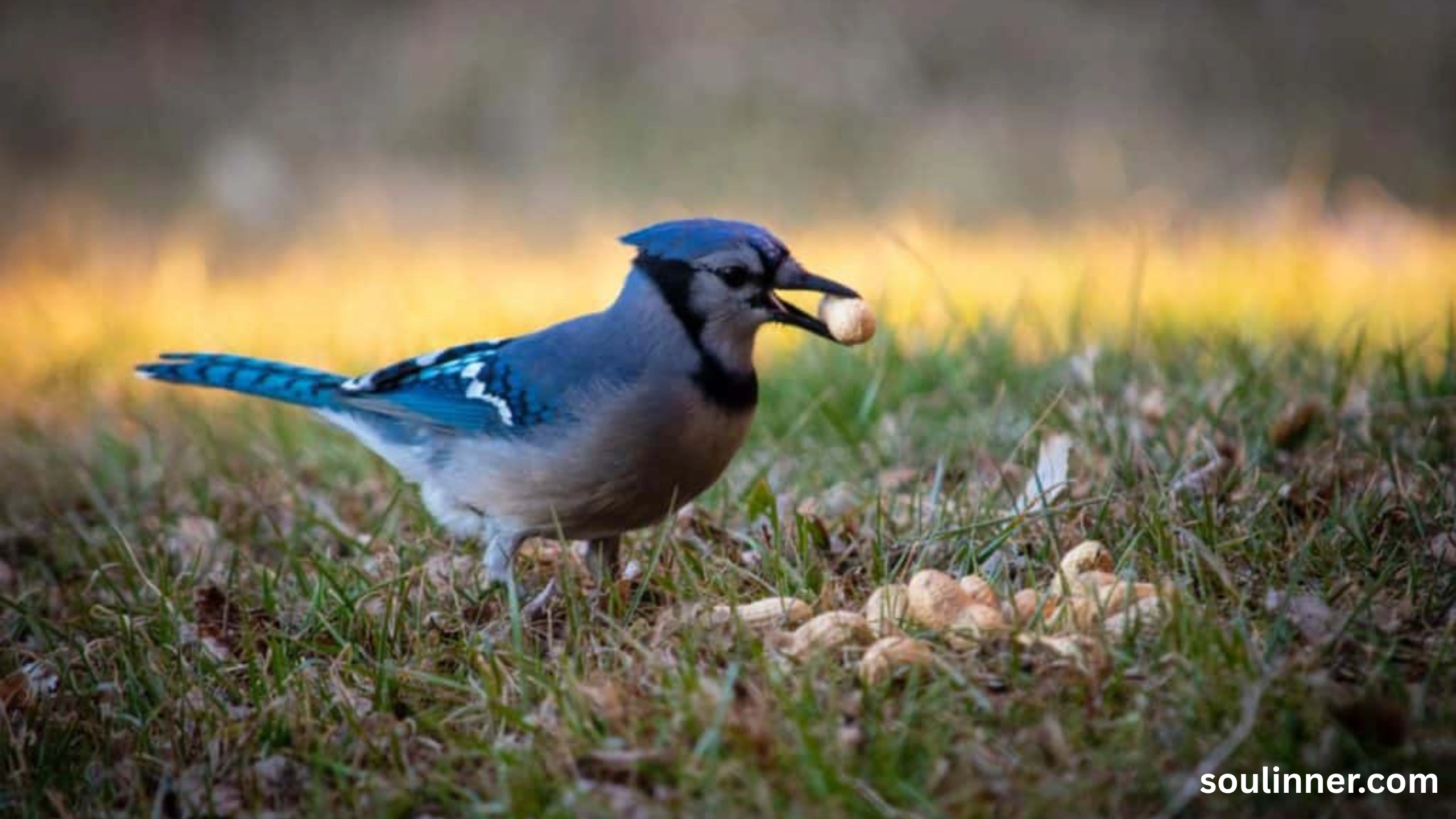 blue jay feather