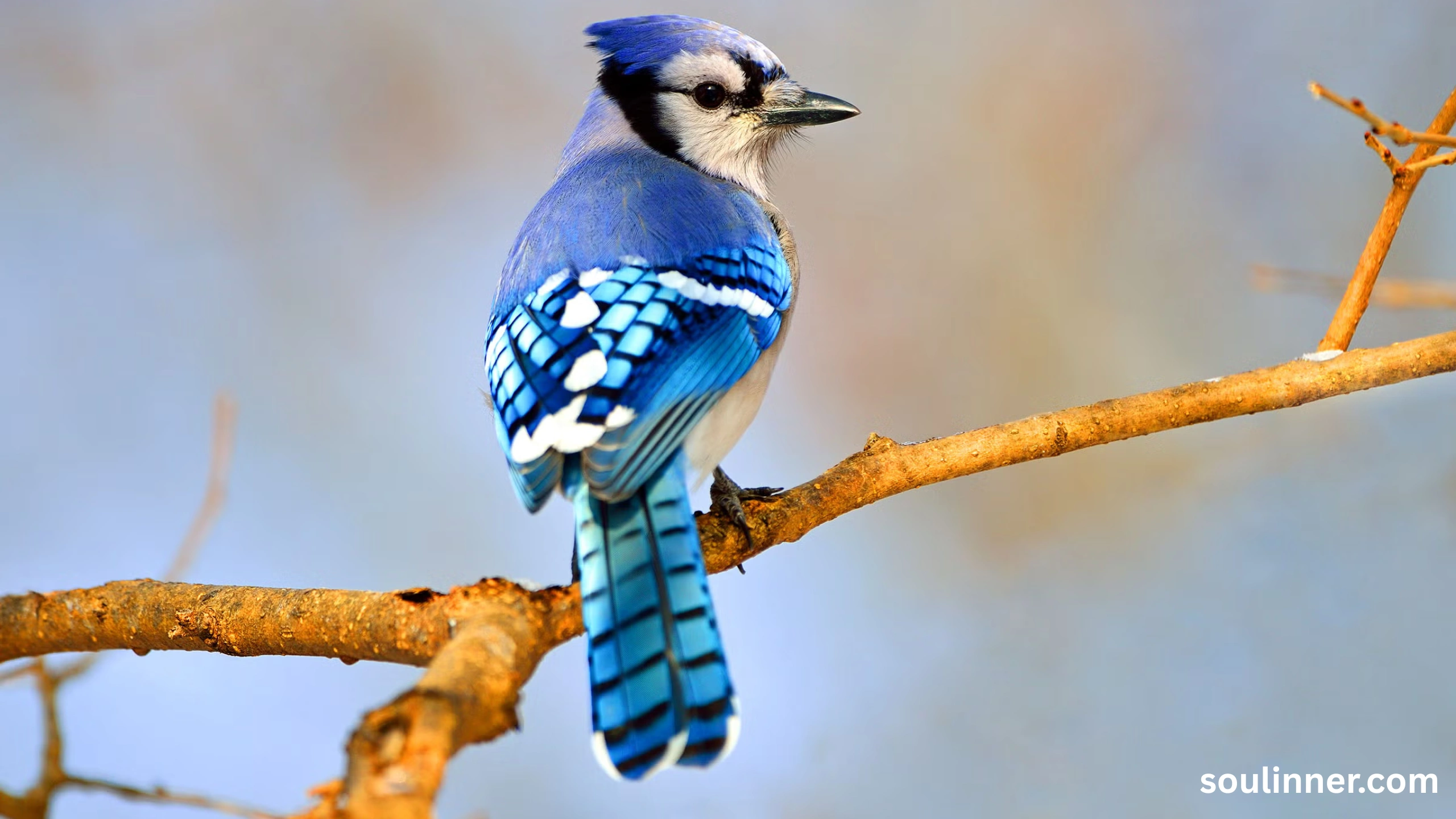 blue jay feather