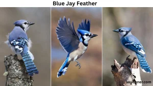 blue jay feather