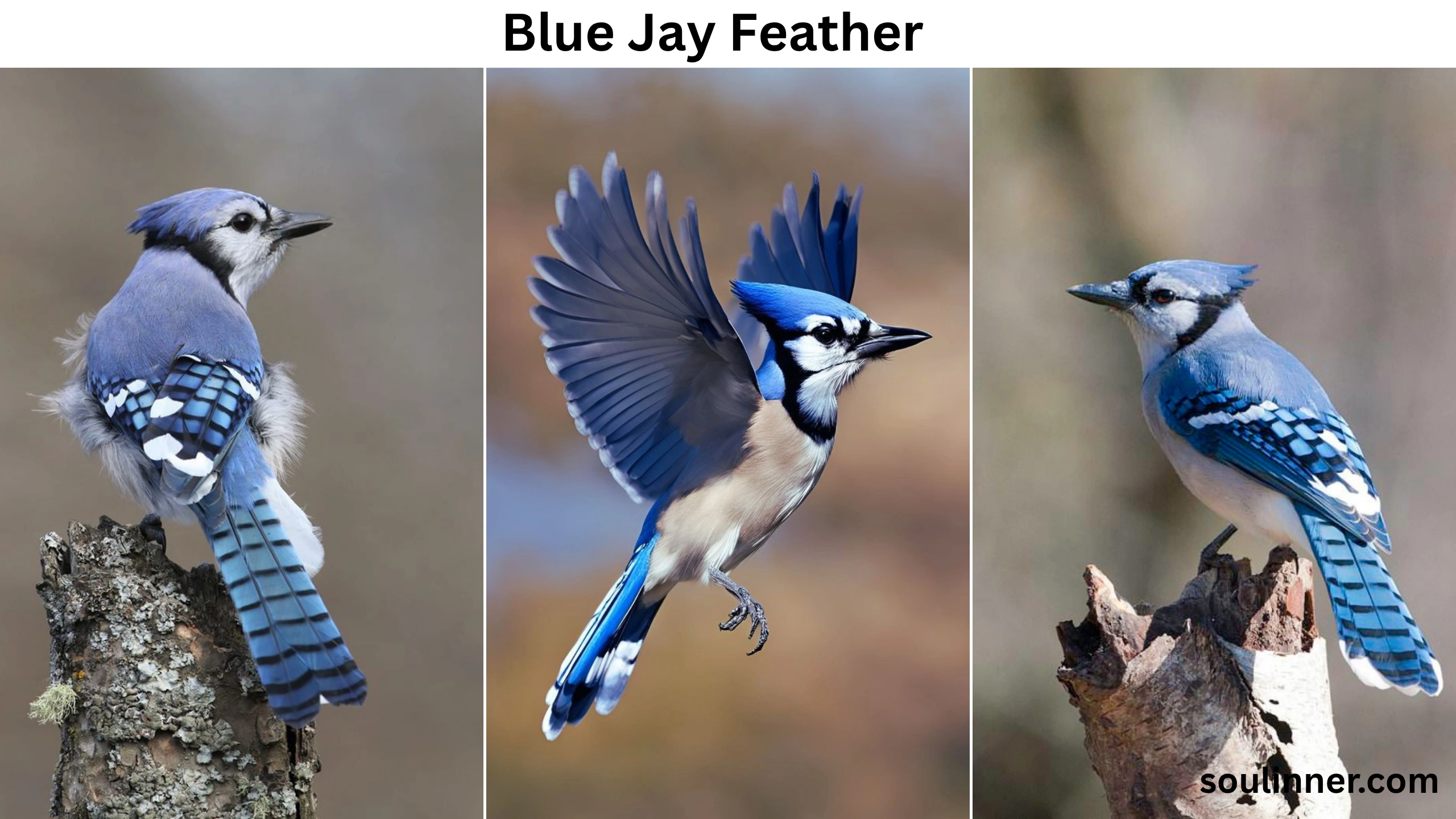 blue jay feather